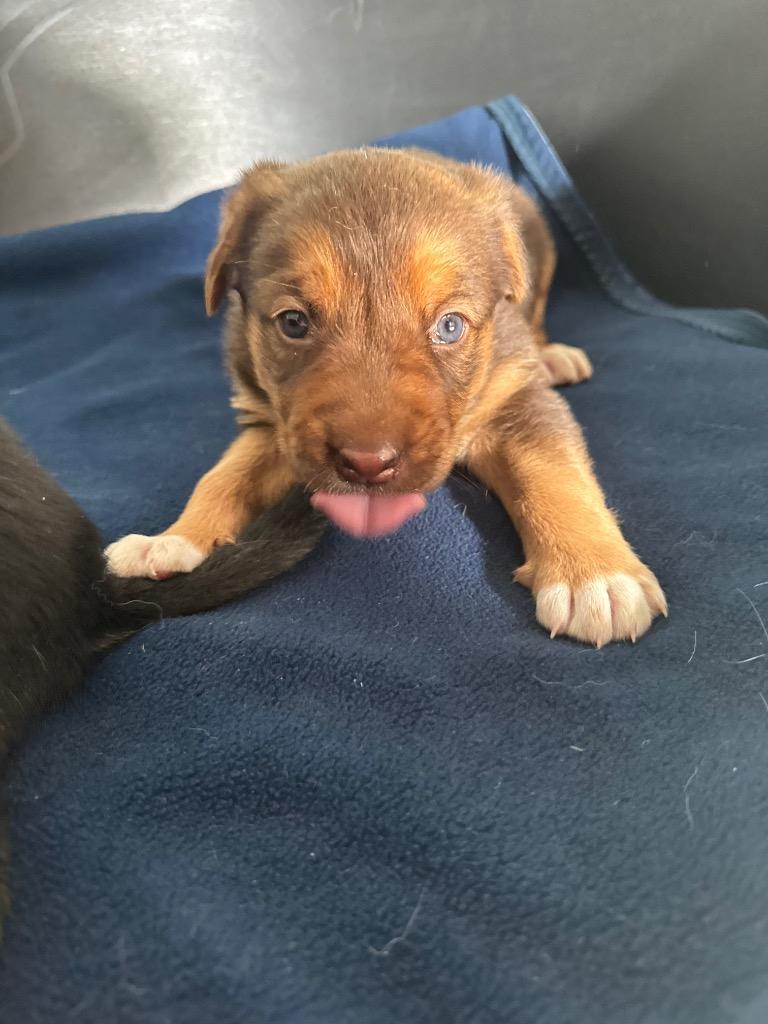 Enlarge Owala, a Adoptable mixed breed in Winnipeg, MB image 1/1