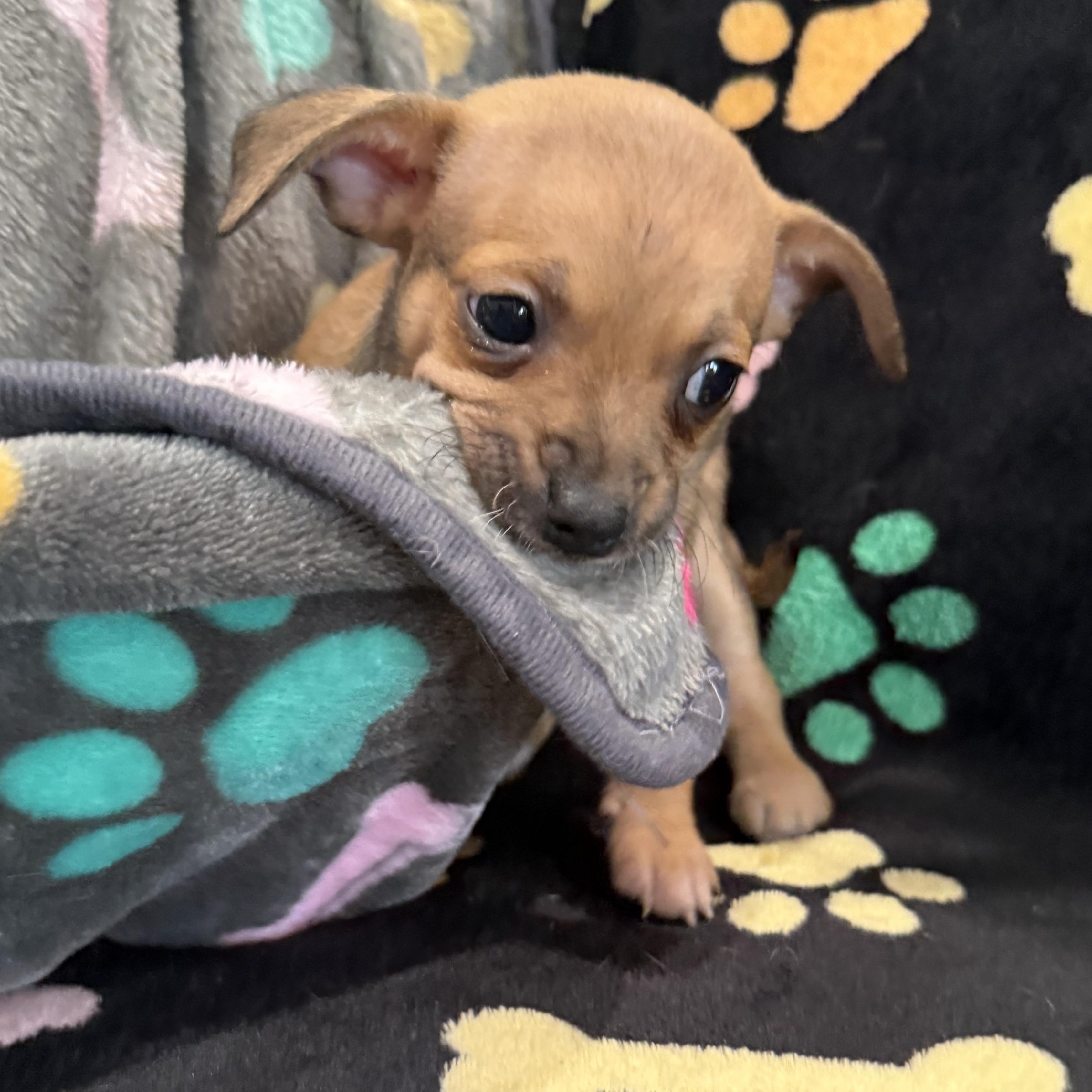 Enlarge Pepper Jack, a Adoptable mixed breed in Seattle, WA image 3/4