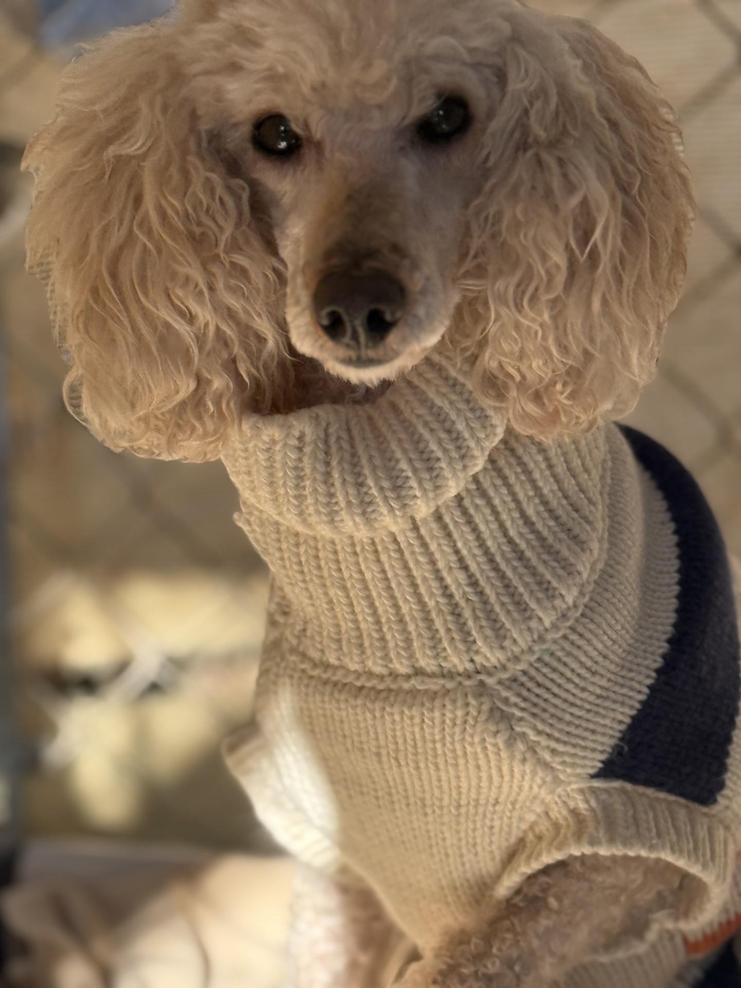 Izzy, adopted, Adult Female Poodle.