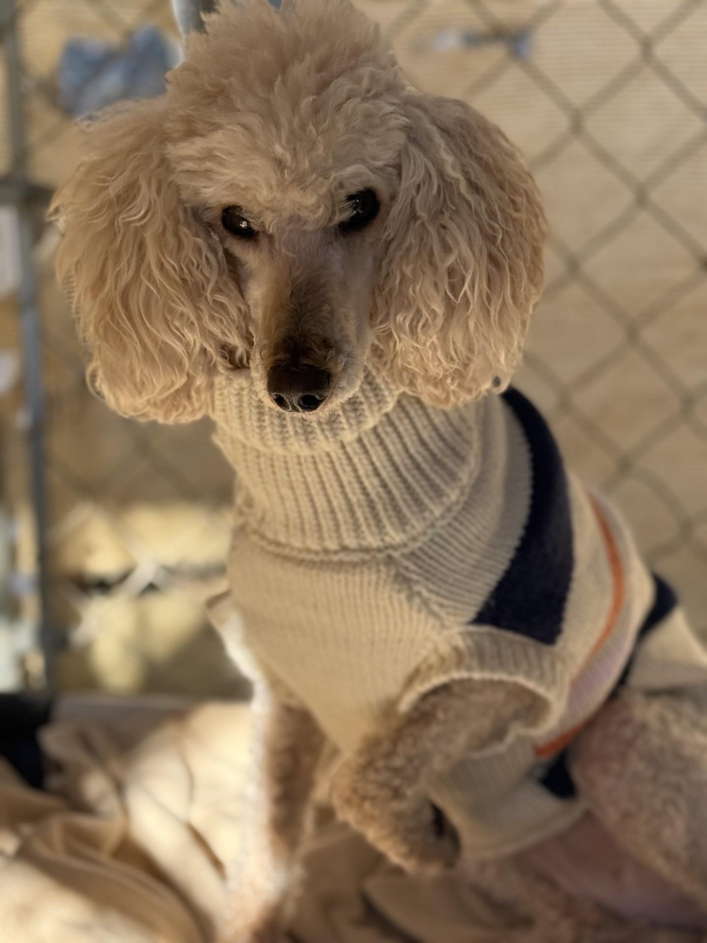 Izzy, an adopted mixed breed in Dawsonville, GA image 3/3