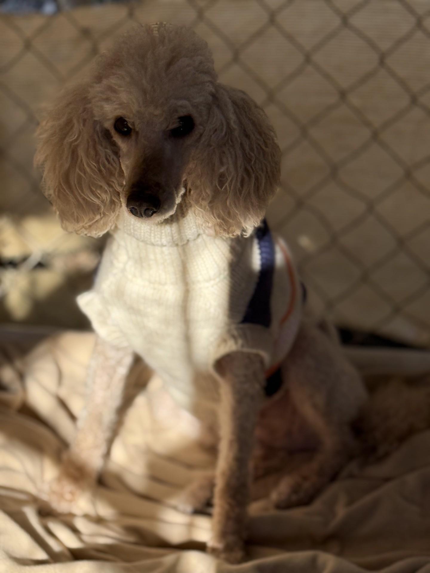 Izzy, an adopted mixed breed in Dawsonville, GA image 2/3