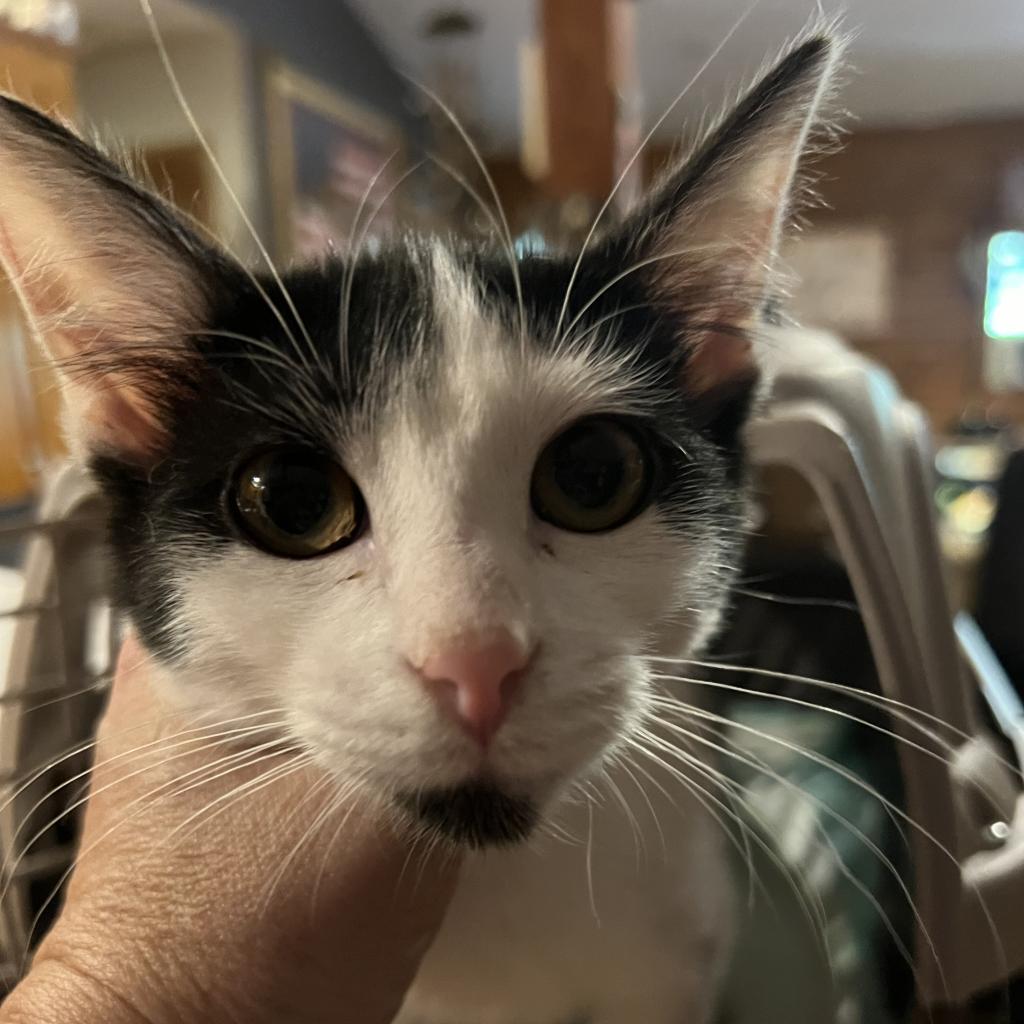 Enlarge Fiesty, a Adoptable Domestic Short Hair in Hinesville, GA image 1/1