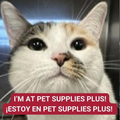 Haven — thumbnail 2