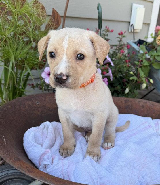 Enlarge Eden Prairie, a Adoptable mixed breed in Duluth, MN image 1/1