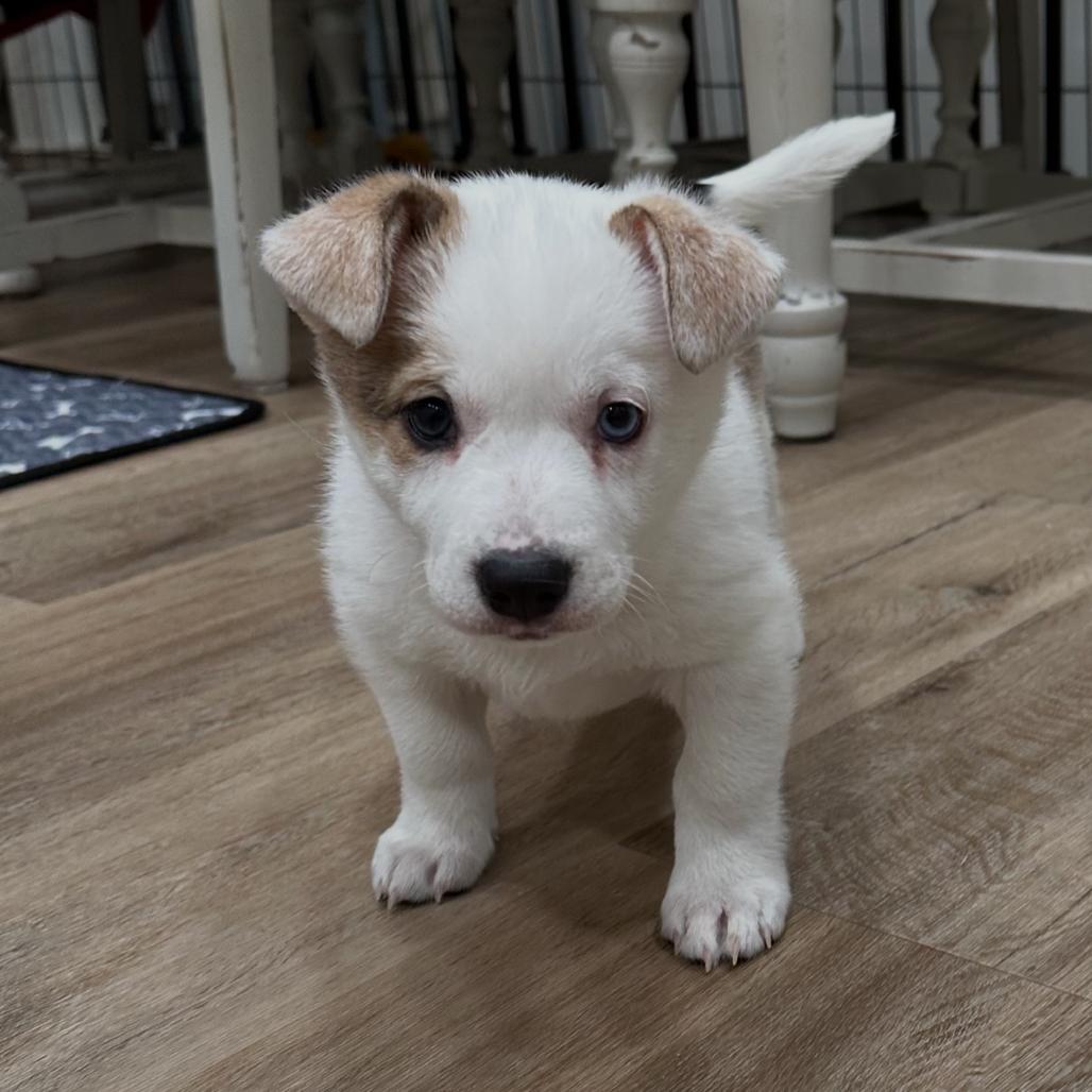 Calamity Jane, Adoptable, Puppy Female Australian Cattle Dog / Blue Heeler.