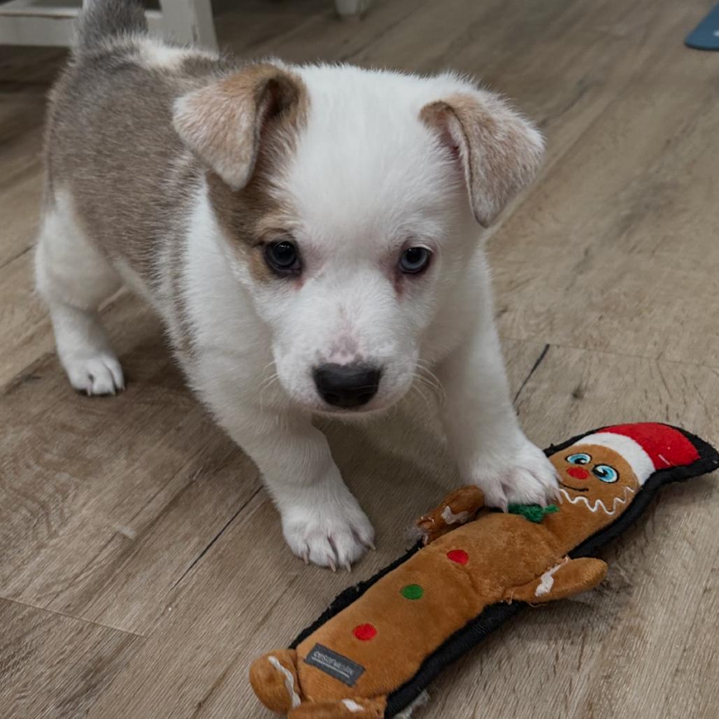 Enlarge Calamity Jane, a Adoptable Australian Cattle Dog / Blue Heeler in Festus, MO image 3/5