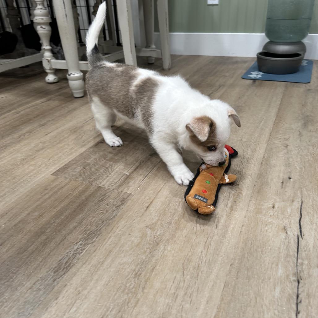 Enlarge Calamity Jane, a Adoptable Australian Cattle Dog / Blue Heeler in Festus, MO image 4/5