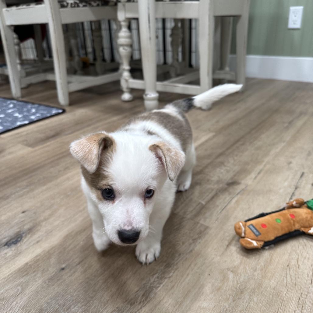 Enlarge Calamity Jane, a Adoptable Australian Cattle Dog / Blue Heeler in Festus, MO image 5/5