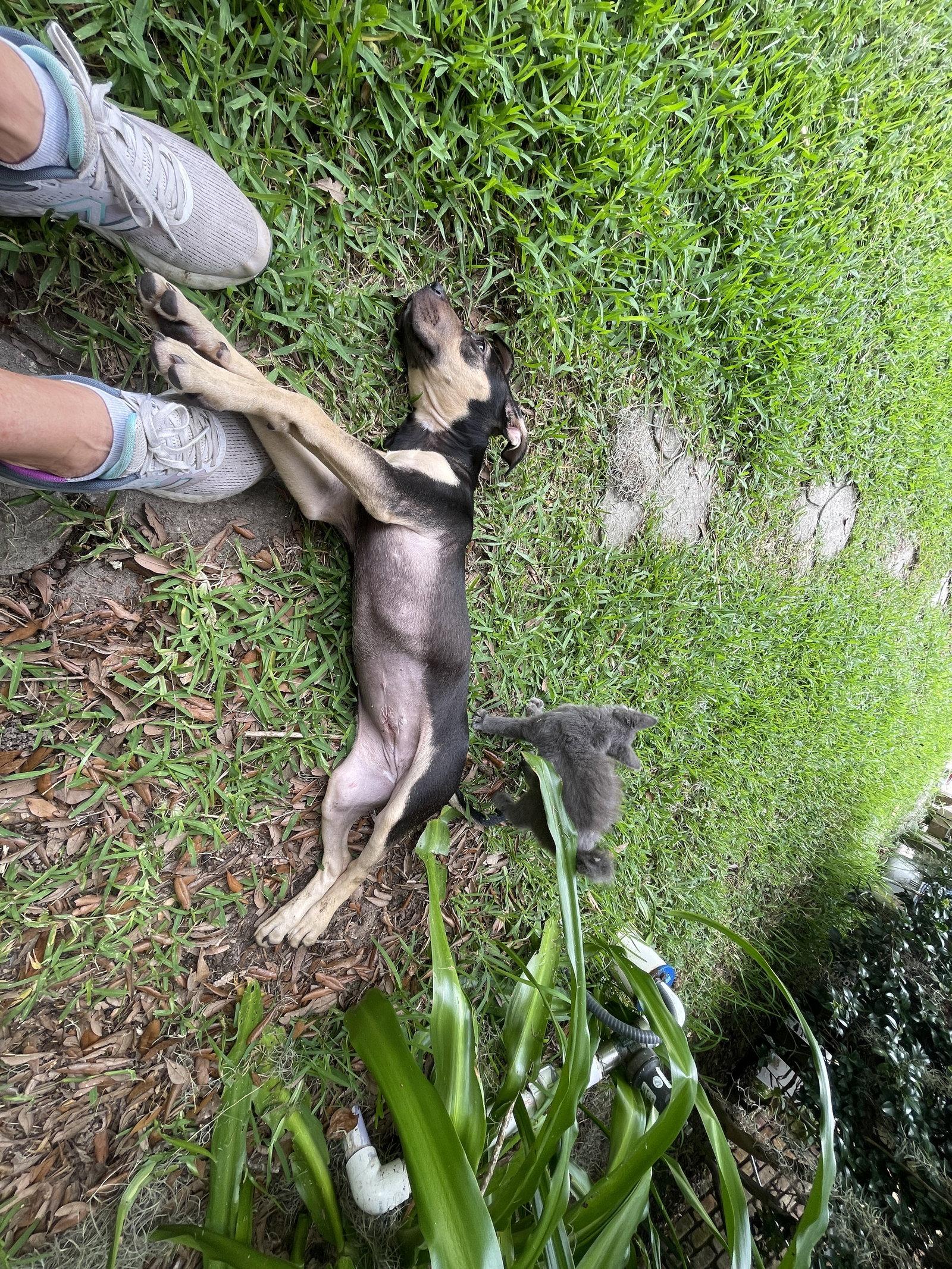 Regan, Adoptable, Young Female Great Dane & Hound.