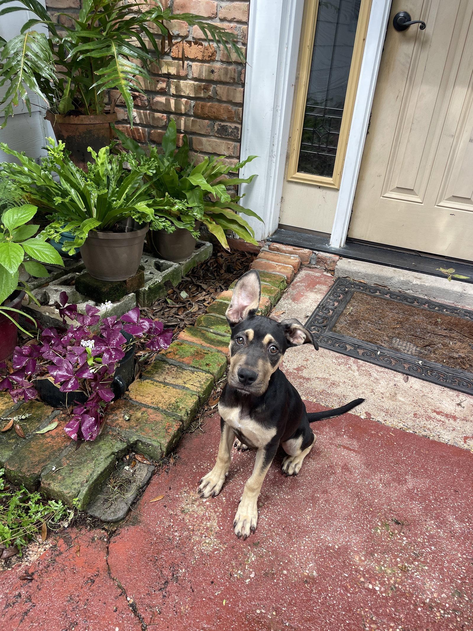 Enlarge Regan, a Adoptable mixed breed in Mobile, AL image 2/3