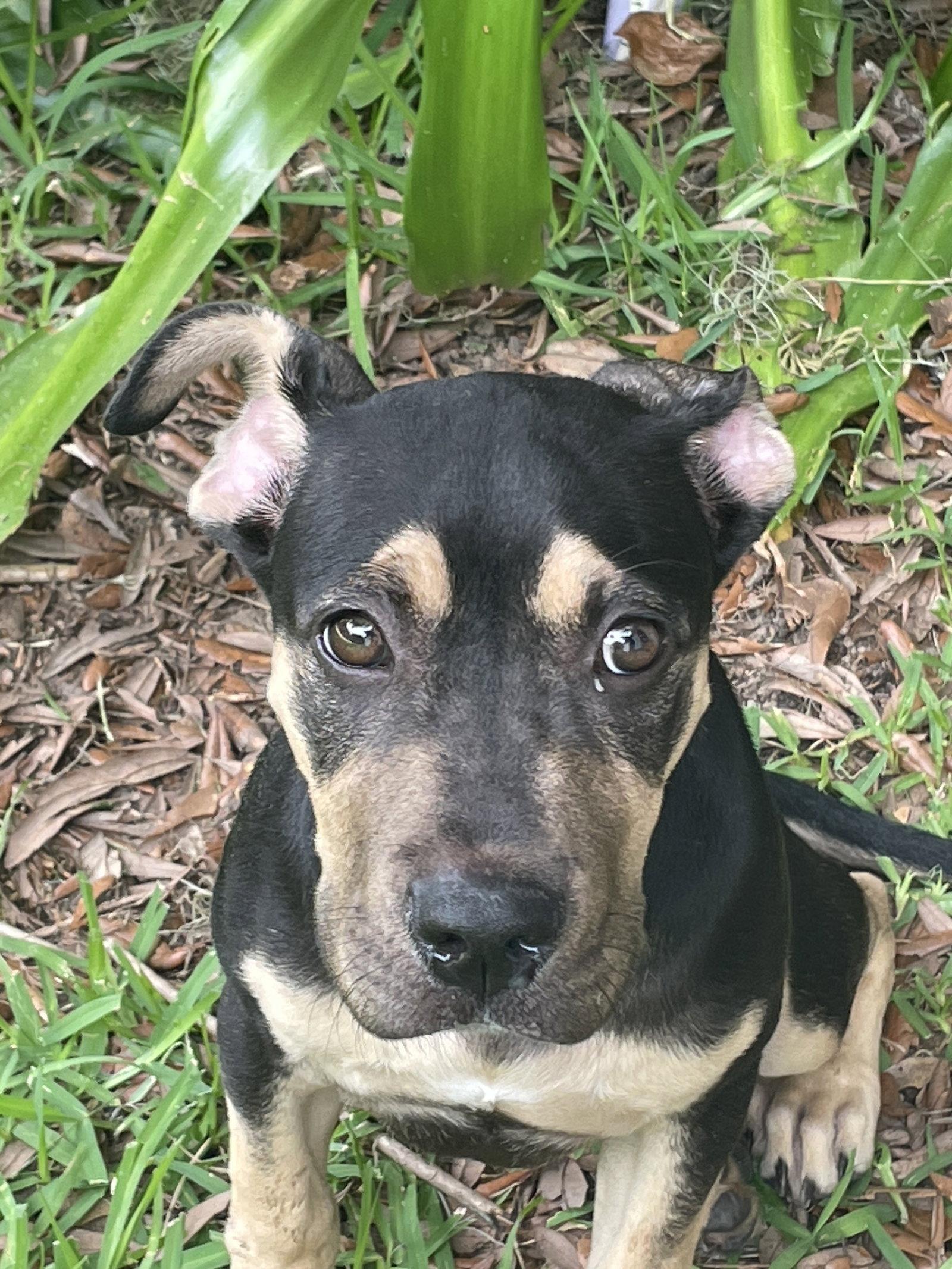 Enlarge Regan, a Adoptable mixed breed in Mobile, AL image 3/3