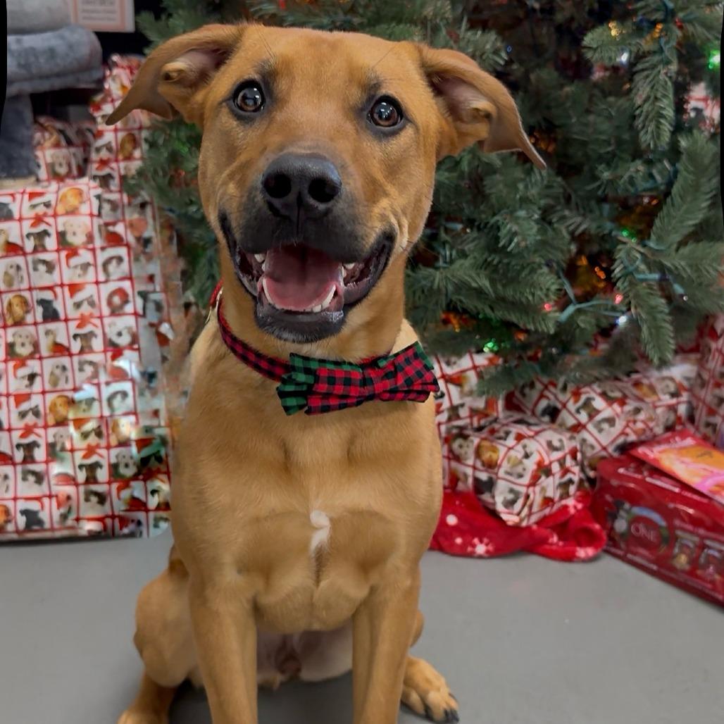 Spanky, Adoptable, Young Male Mixed Breed.