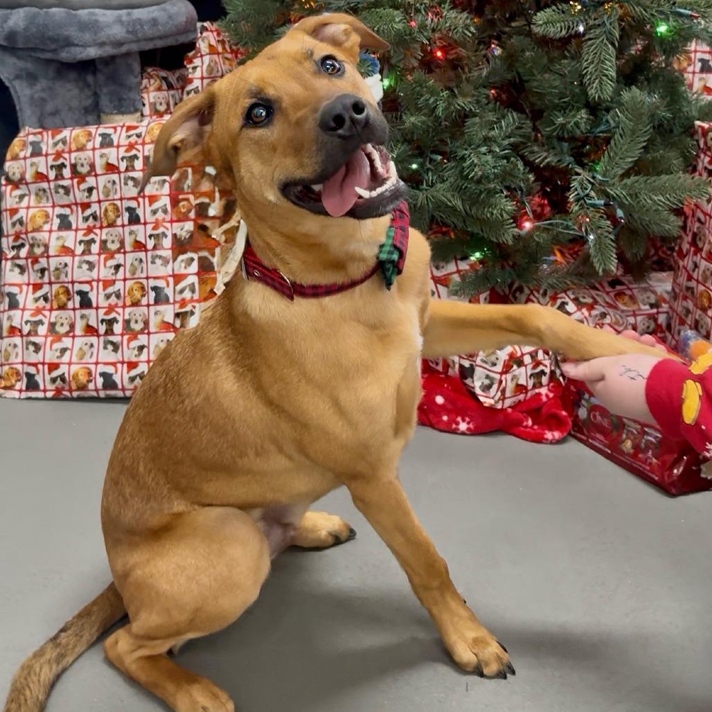 Spanky, a Adoptable Mixed Breed in Walnut Cove, NC image 2/3