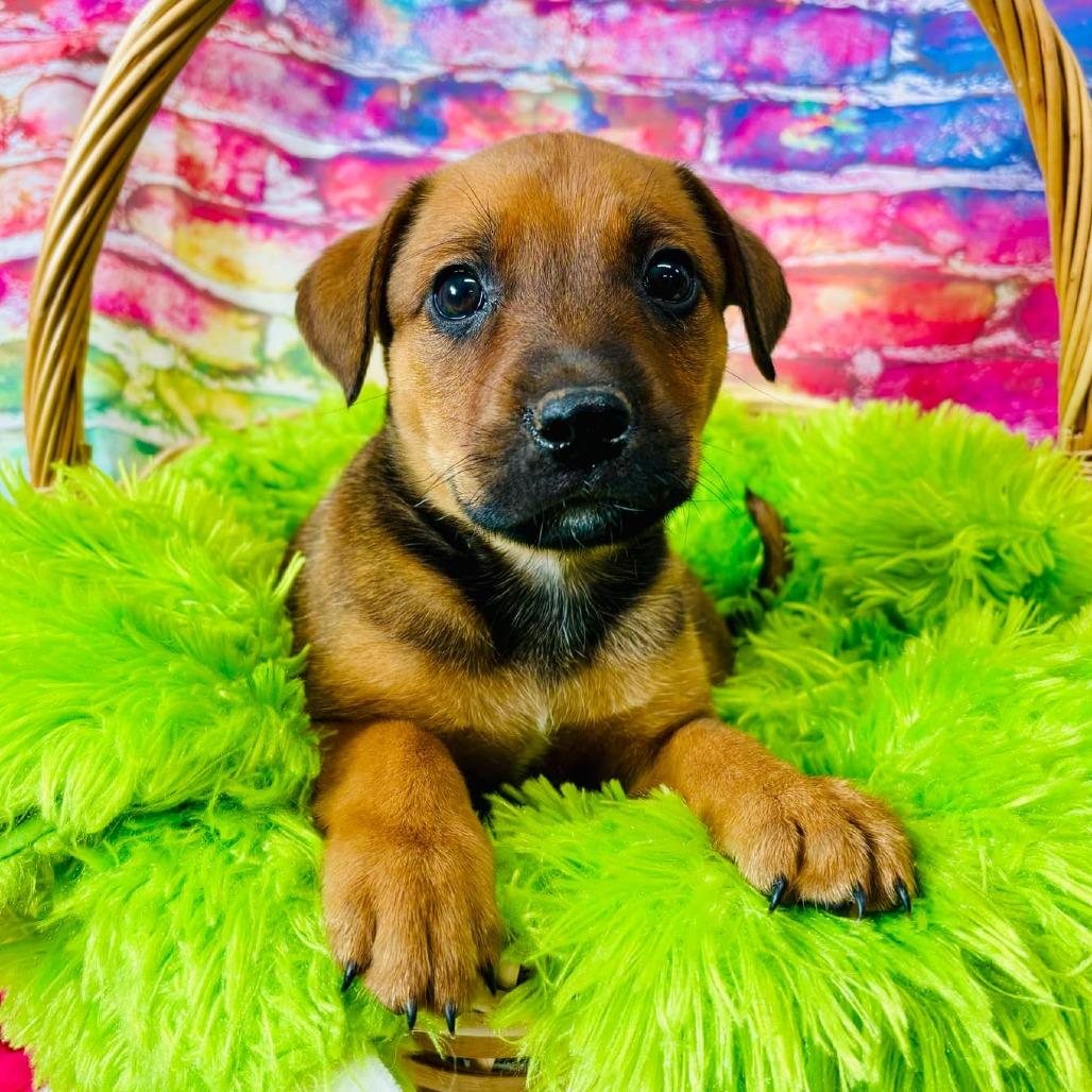 Spanky, a Adoptable Mixed Breed in Walnut Cove, NC image 3/3