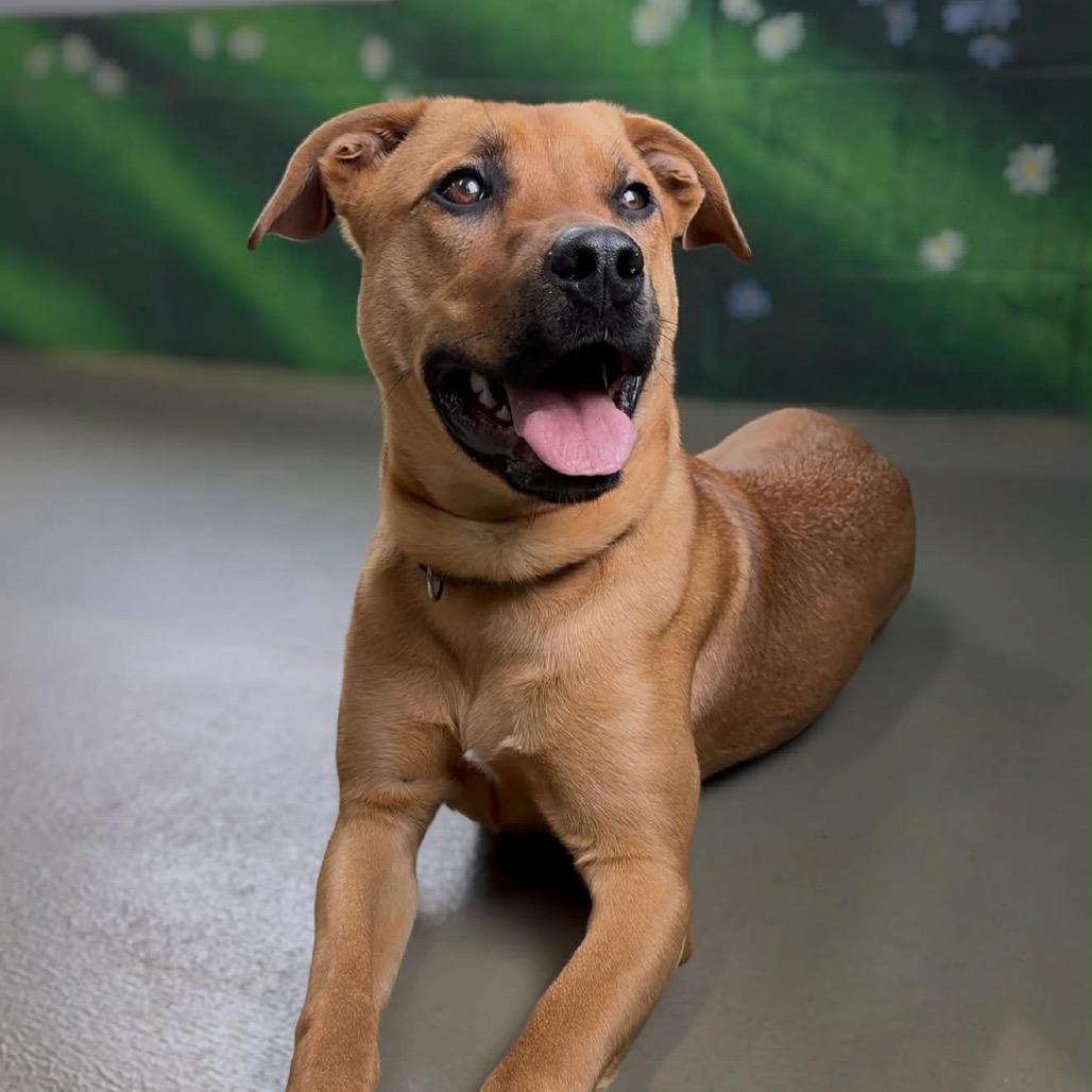 Spanky, Adoptable, Young Male Mixed Breed.