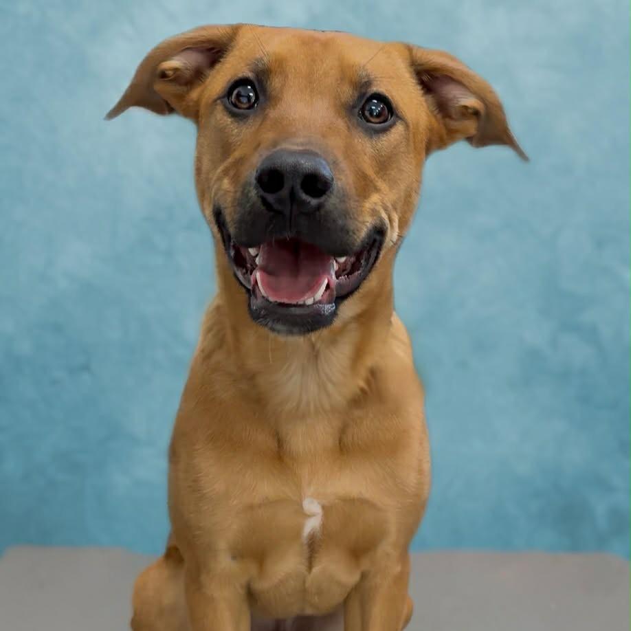 Enlarge Spanky, a Adoptable Mixed Breed in Walnut Cove, NC image 4/6