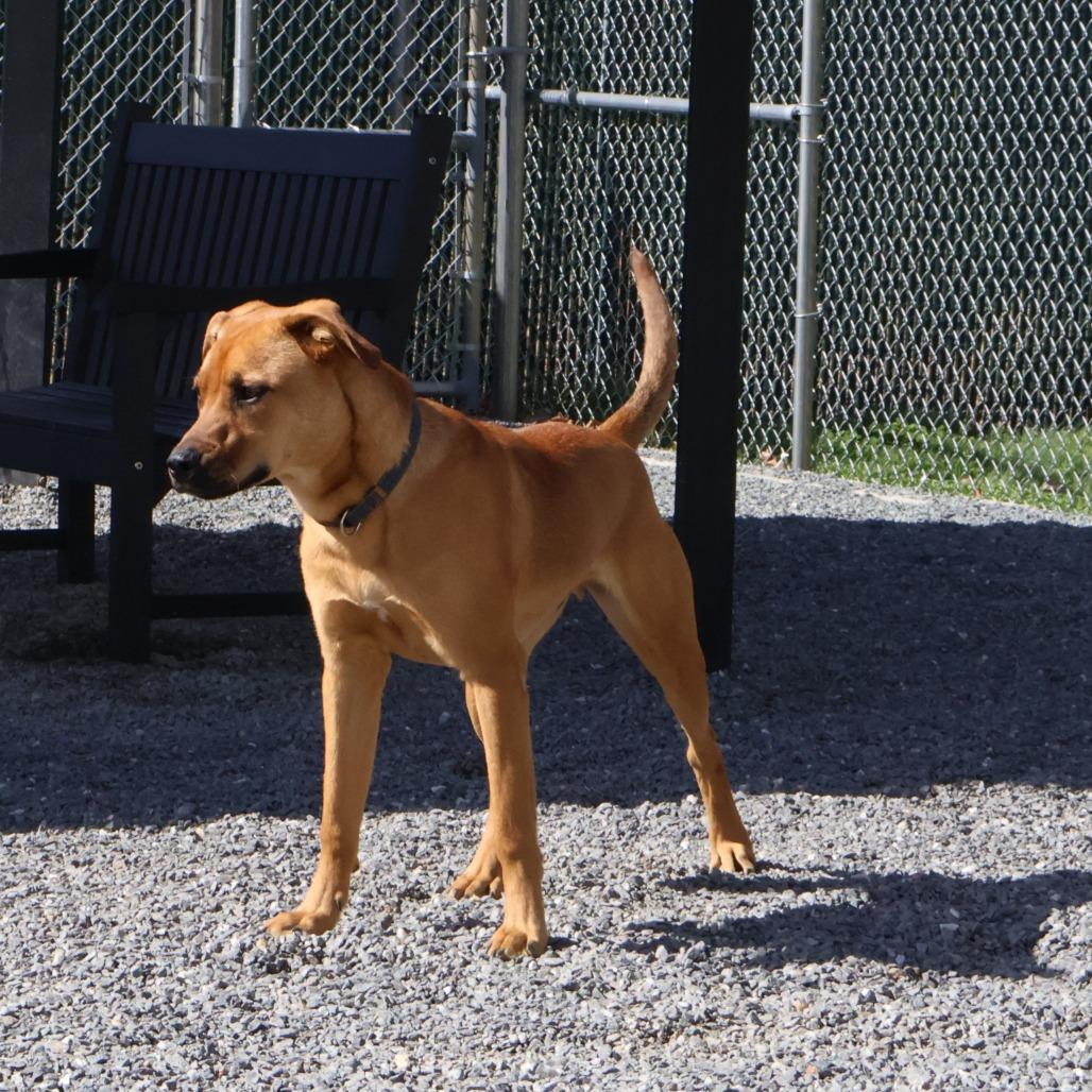 Enlarge Spanky, a Adoptable Mixed Breed in Walnut Cove, NC image 5/6