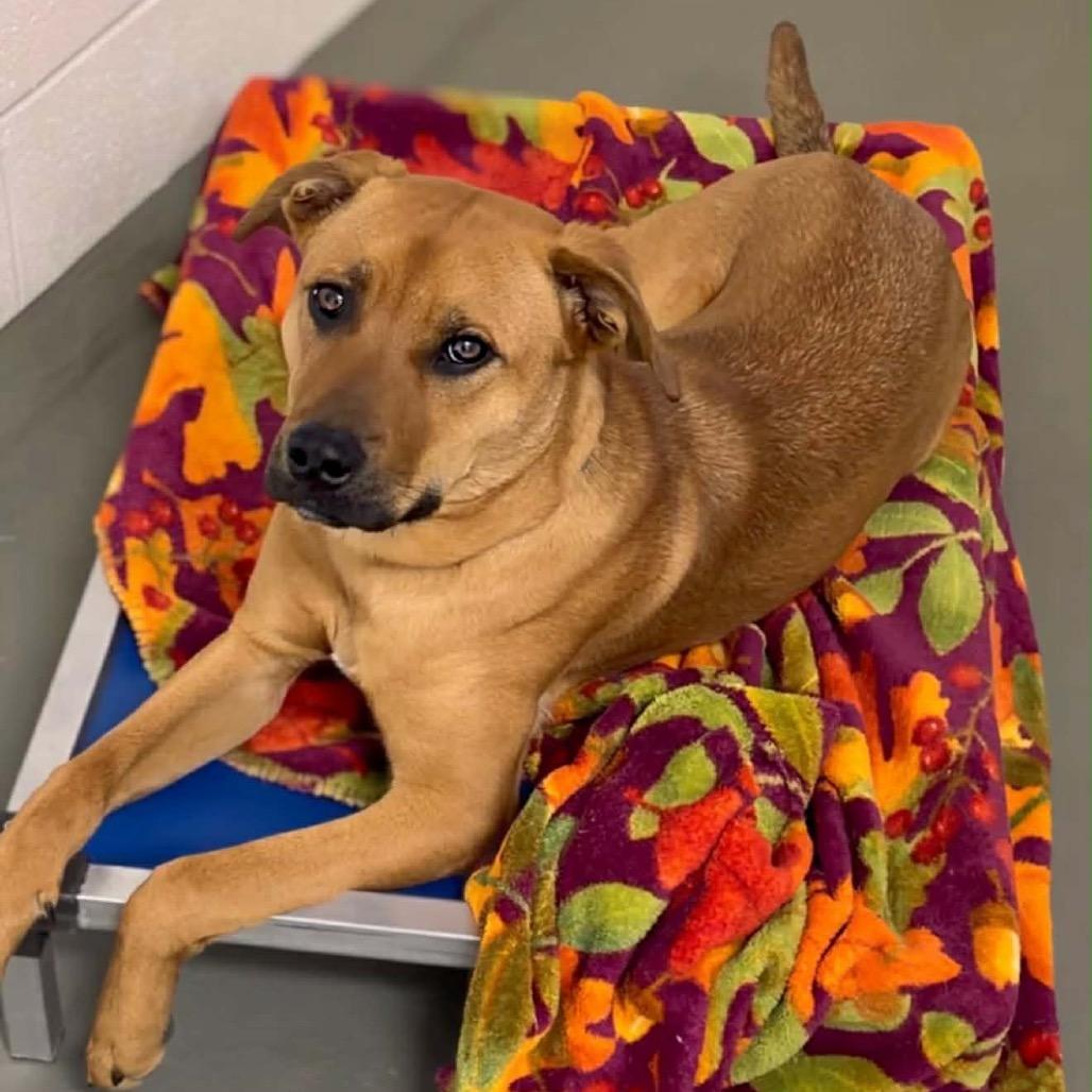 Enlarge Spanky, a Adoptable Mixed Breed in Walnut Cove, NC image 6/6