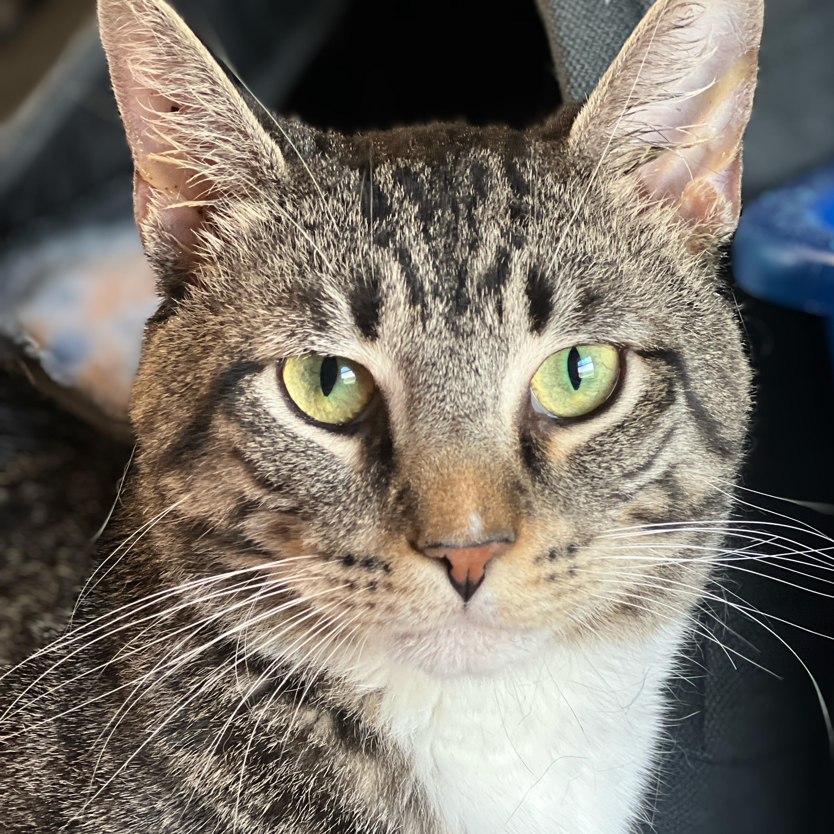 Enlarge Kinkade, an adoptable mixed breed in Germansville, PA image 2/5