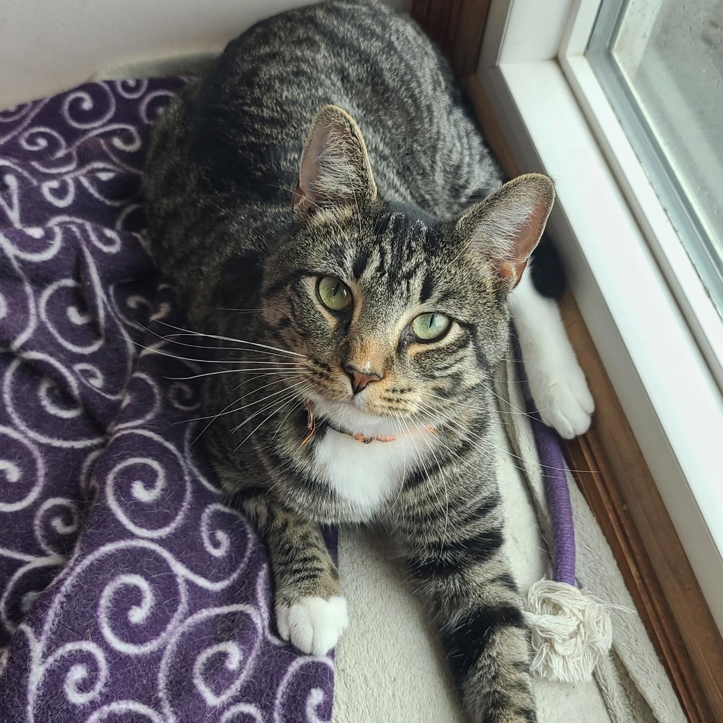 Enlarge Kinkade, an adoptable mixed breed in Germansville, PA image 5/5