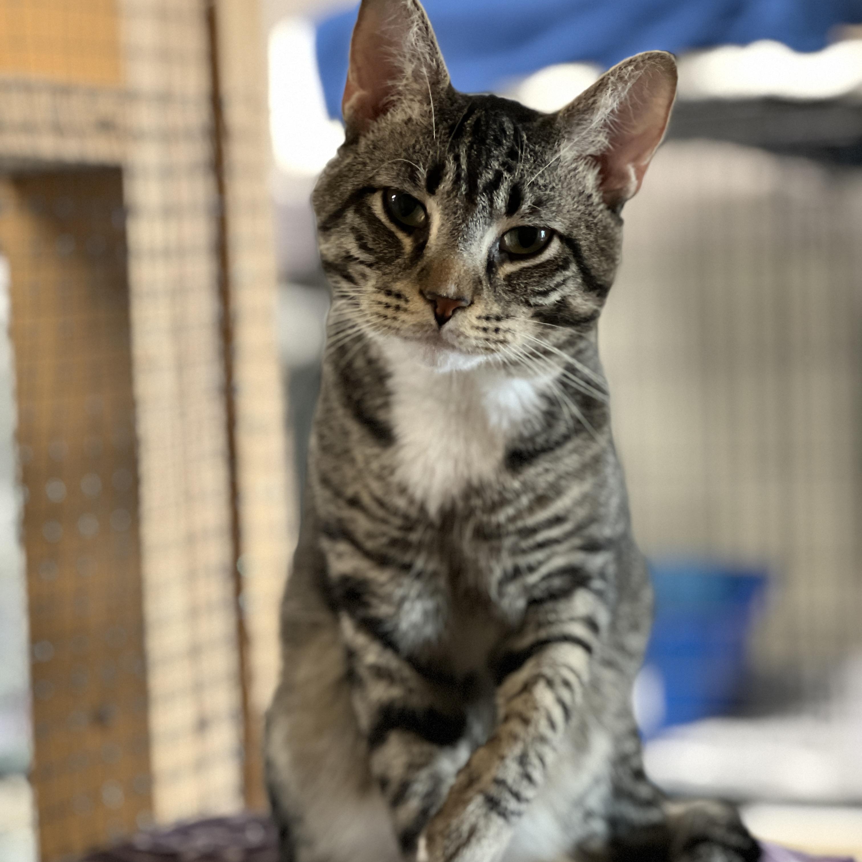 Enlarge Kinkade, an adoptable mixed breed in Germansville, PA image 3/5