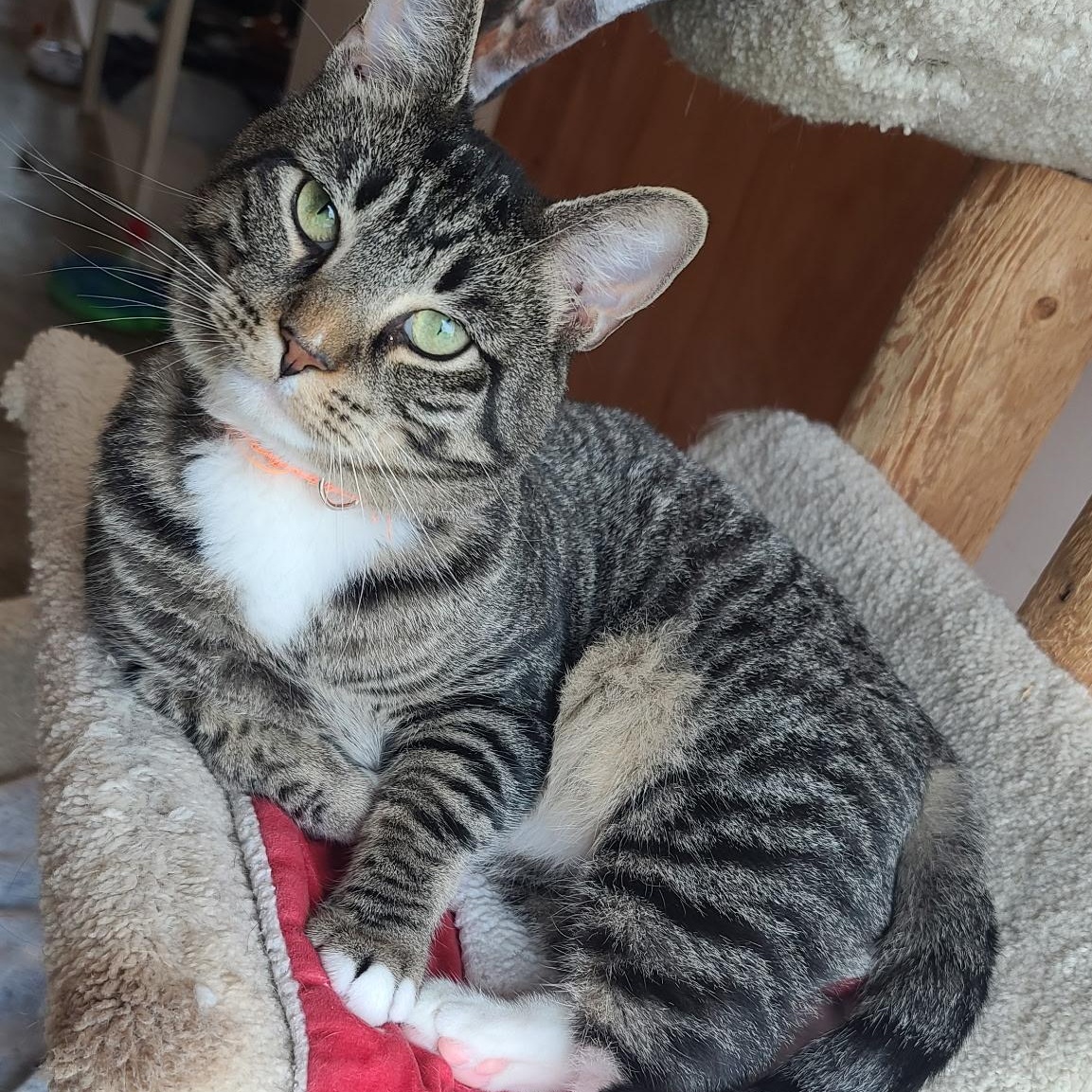 Kinkade, adoptable, Adult Male Domestic Short Hair & Tabby.