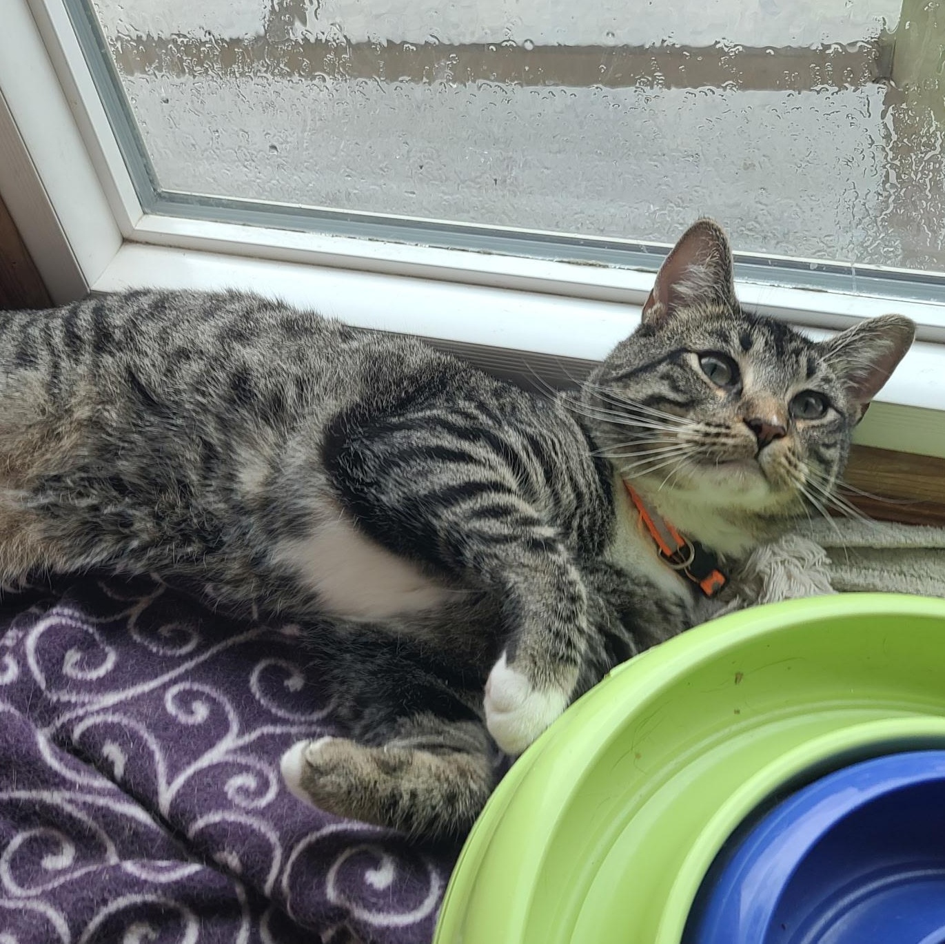Enlarge Kinkade, an adoptable mixed breed in Germansville, PA image 4/5