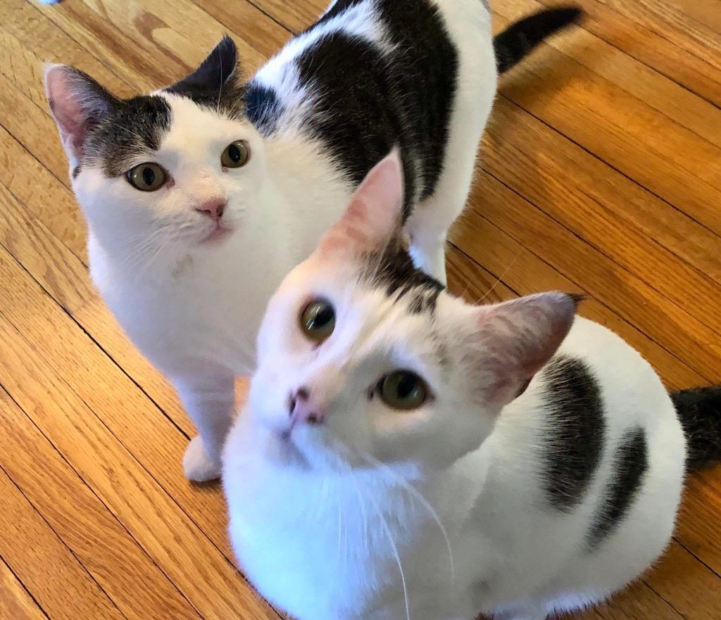 Buddy / Brava, Adoptable, Adult Male Domestic Short Hair.