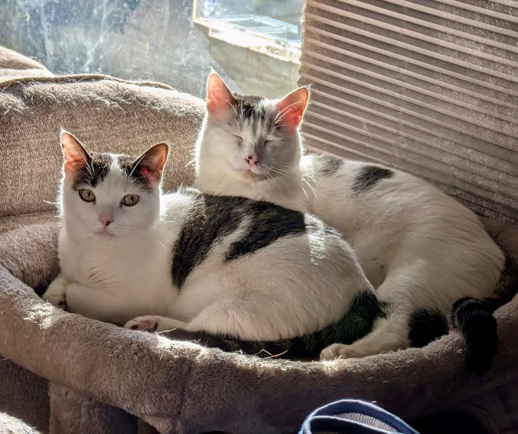 Buddy / Brava, Adoptable, Adult Male Domestic Short Hair.