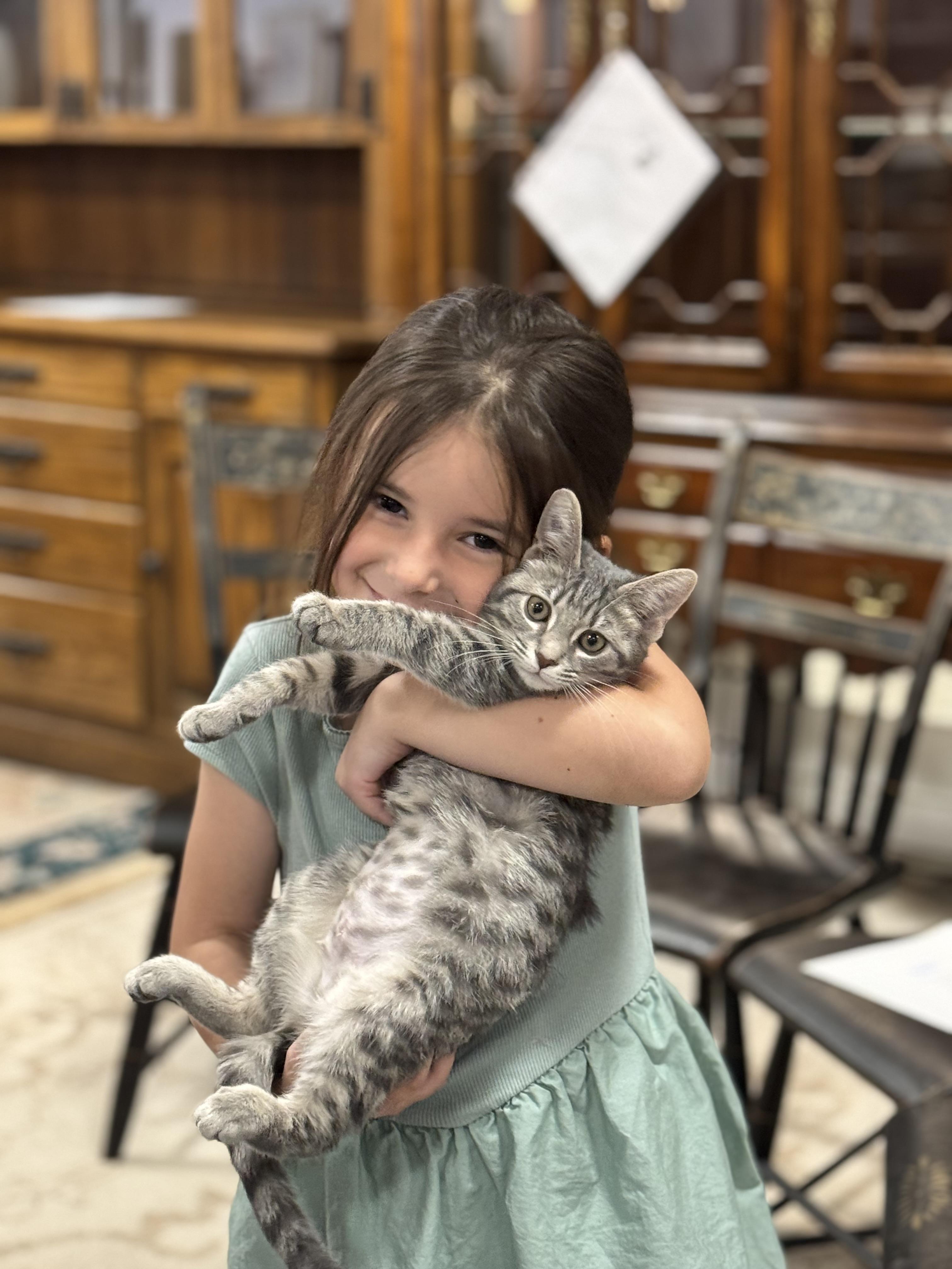 Minnie, adopted, Kitten Female Domestic Short Hair.