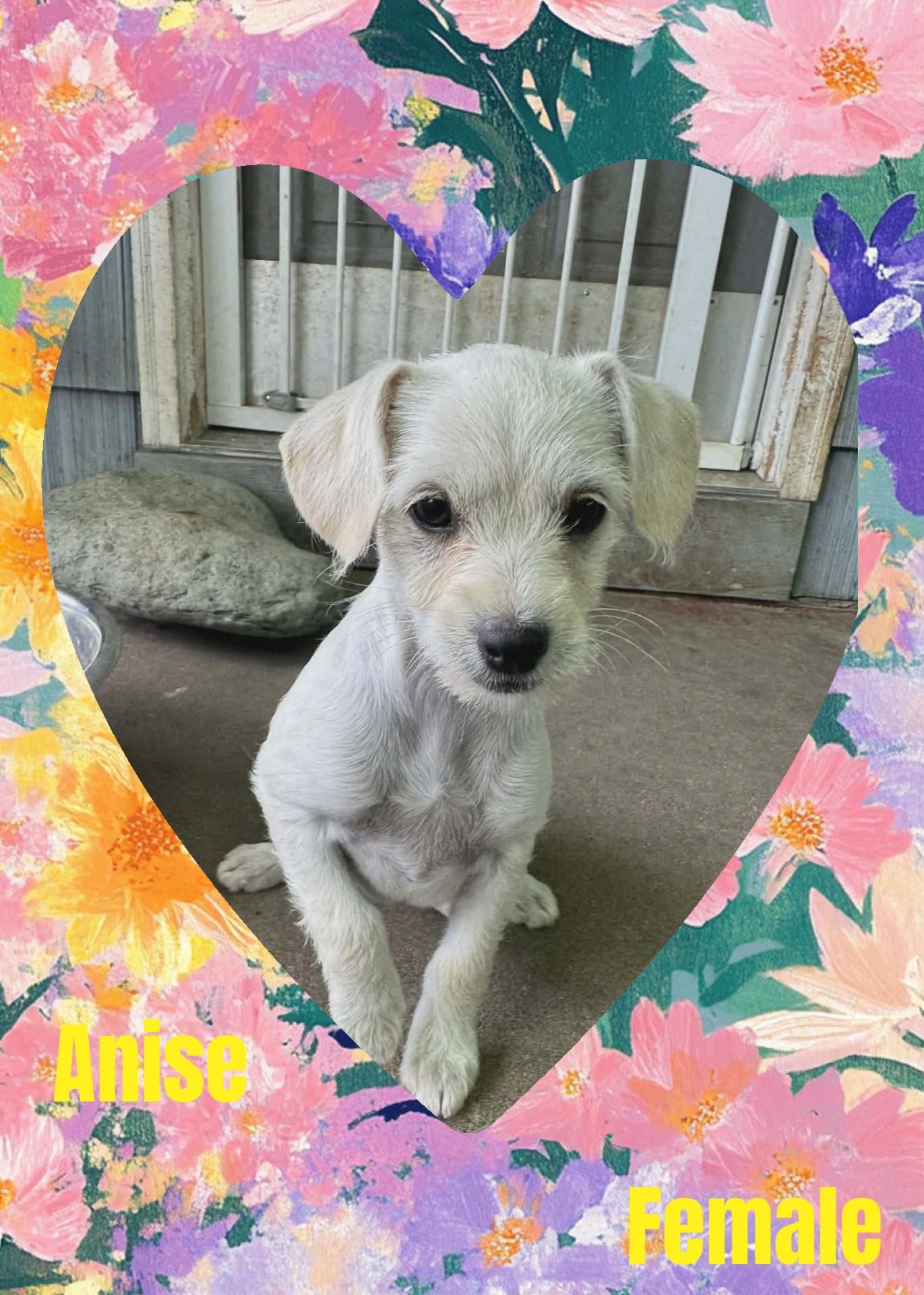 Anise, Adoptable, Puppy Female Terrier.
