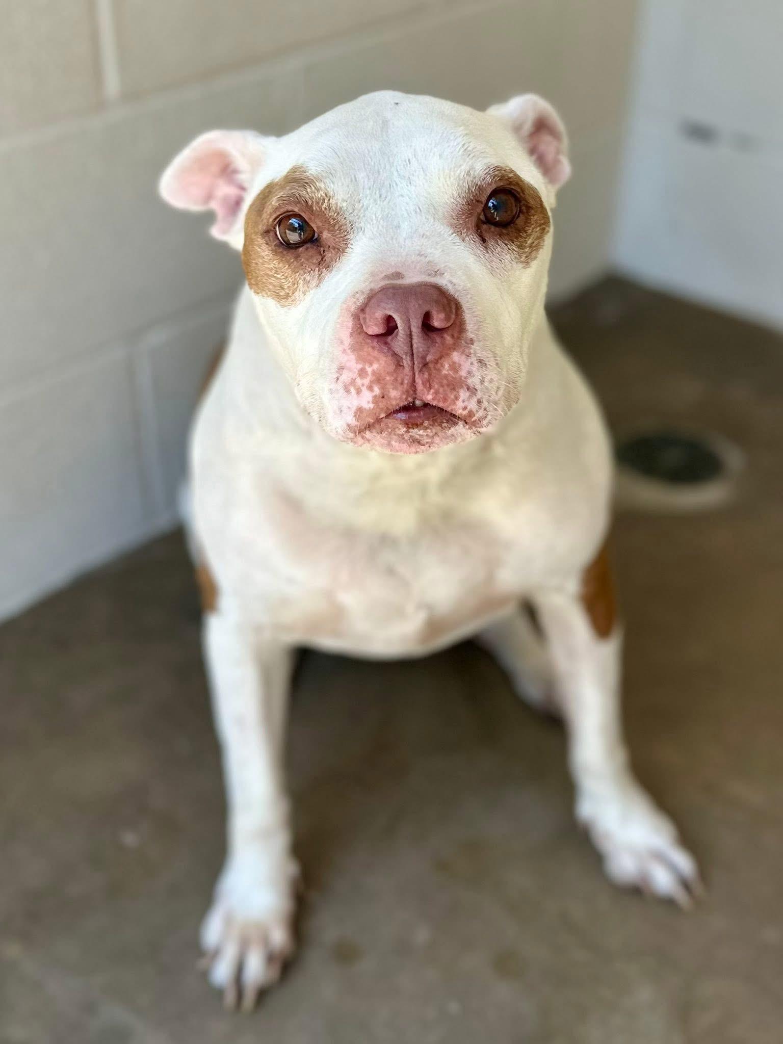 Rebeka, ADOPTABLE, Adult Female American Bully.