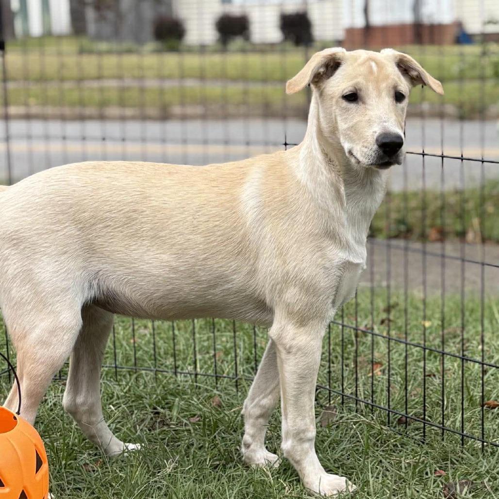 Rachel, Adoptable, Young Female Yellow Labrador Retriever.