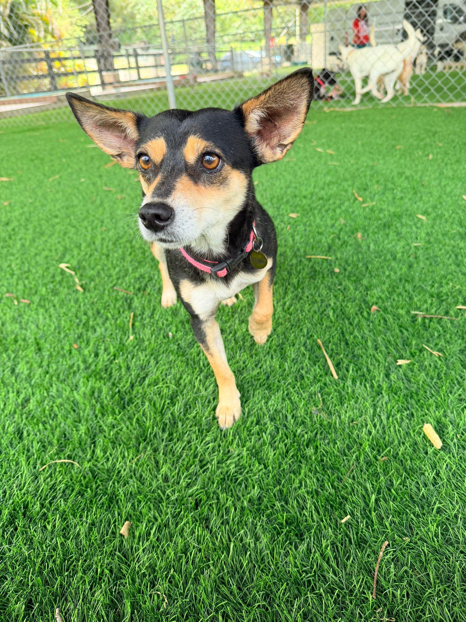 Enlarge Molly, a ADOPTABLE Mixed Breed in Morristown, NJ image 4/4