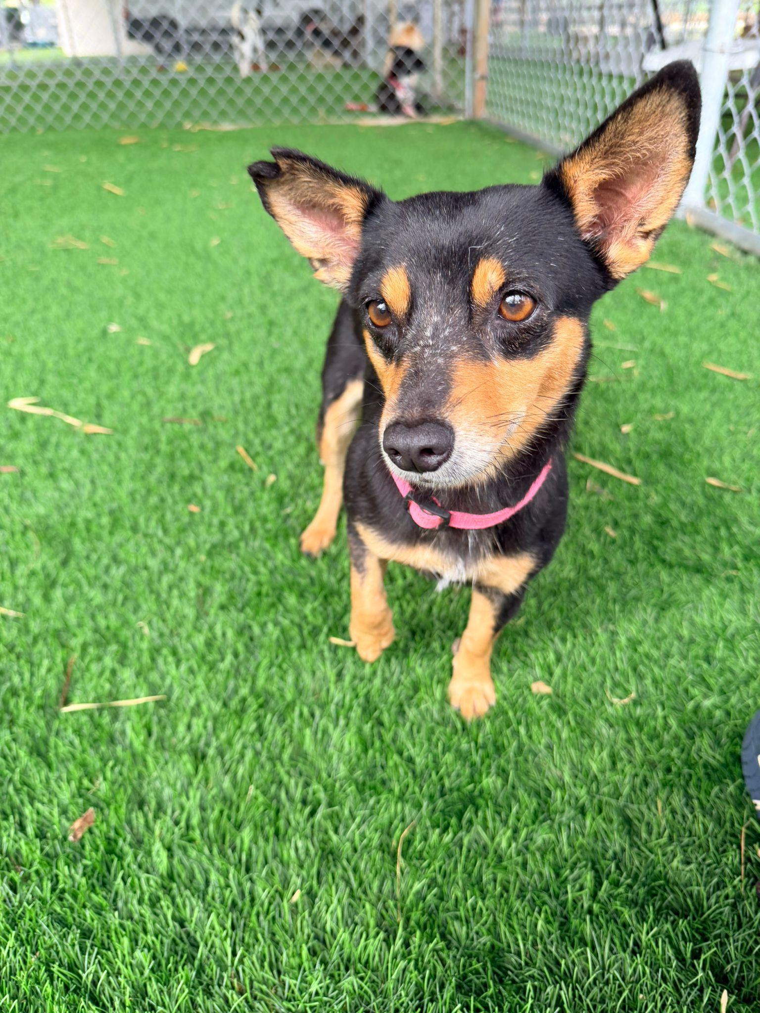 Enlarge Molly, a ADOPTABLE Mixed Breed in Morristown, NJ image 2/4