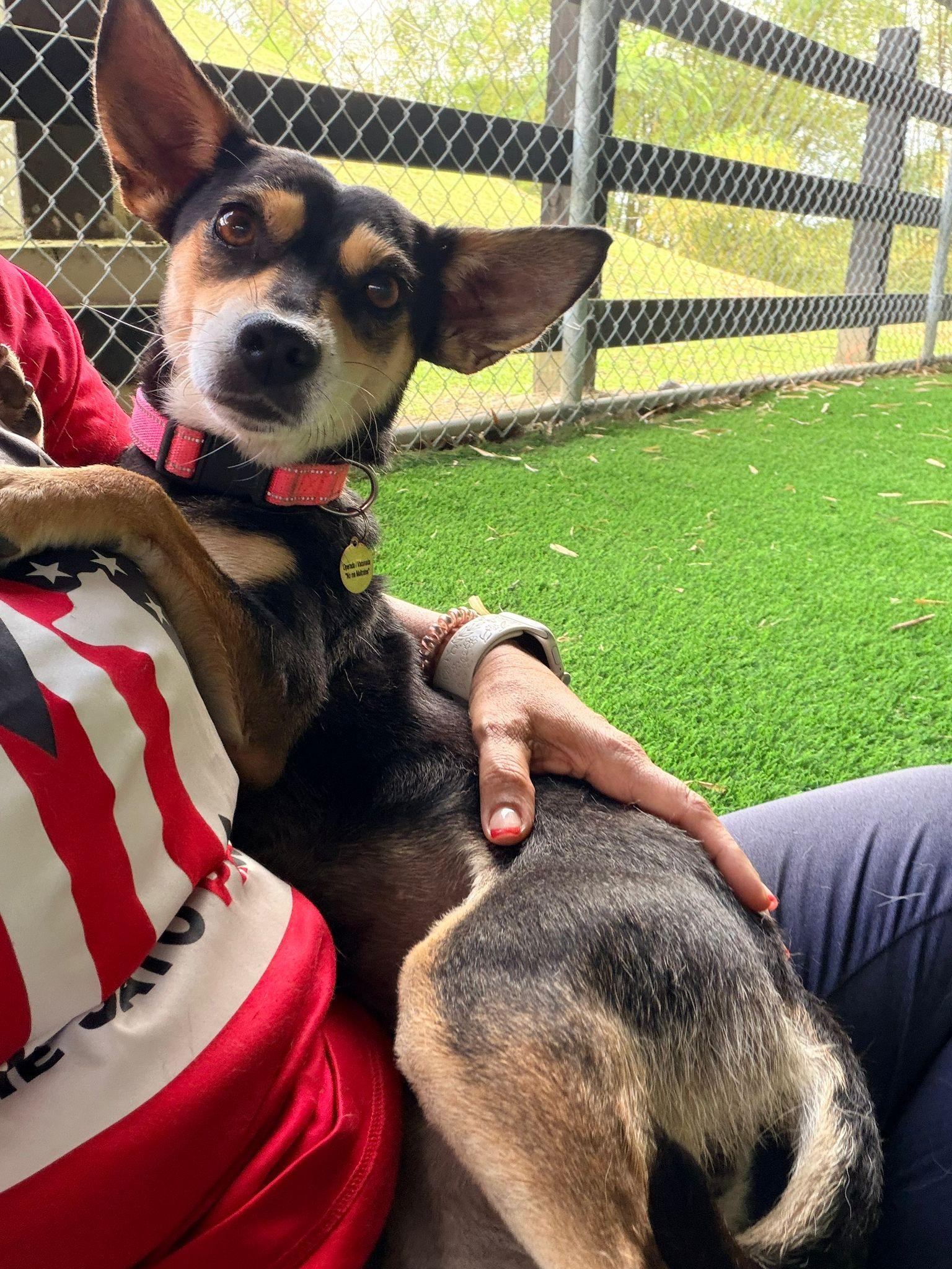 Enlarge Molly, a ADOPTABLE Mixed Breed in Morristown, NJ image 3/4