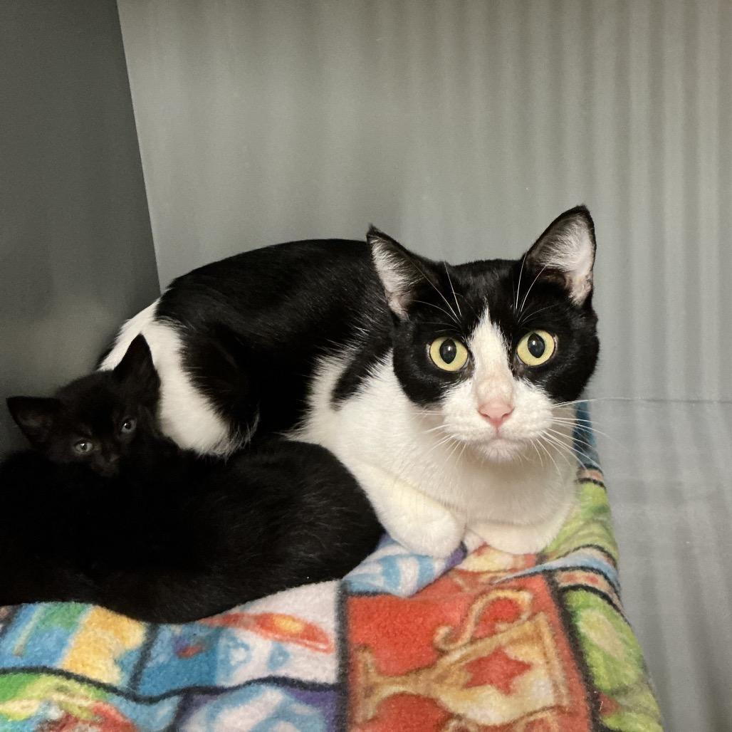 Momma Holstein, Adoptable, Adult Female Domestic Short Hair.