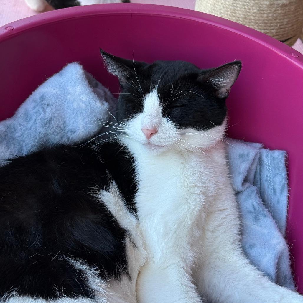 Enlarge Momma Holstein, a Adoptable Domestic Short Hair in Newberg, OR image 2/2