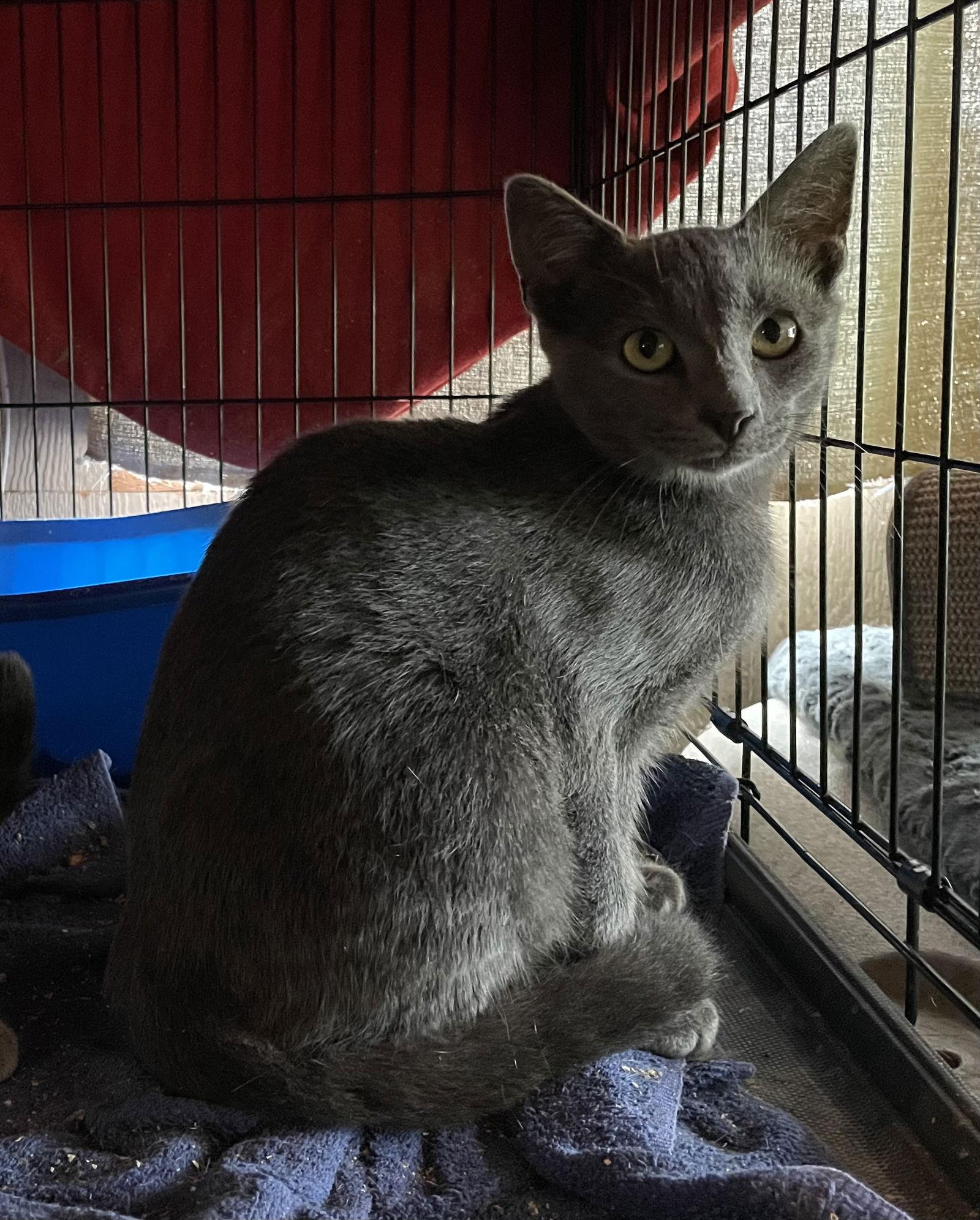 Enlarge Narda, a Adopted mixed breed in Oxford, MS image 1/1