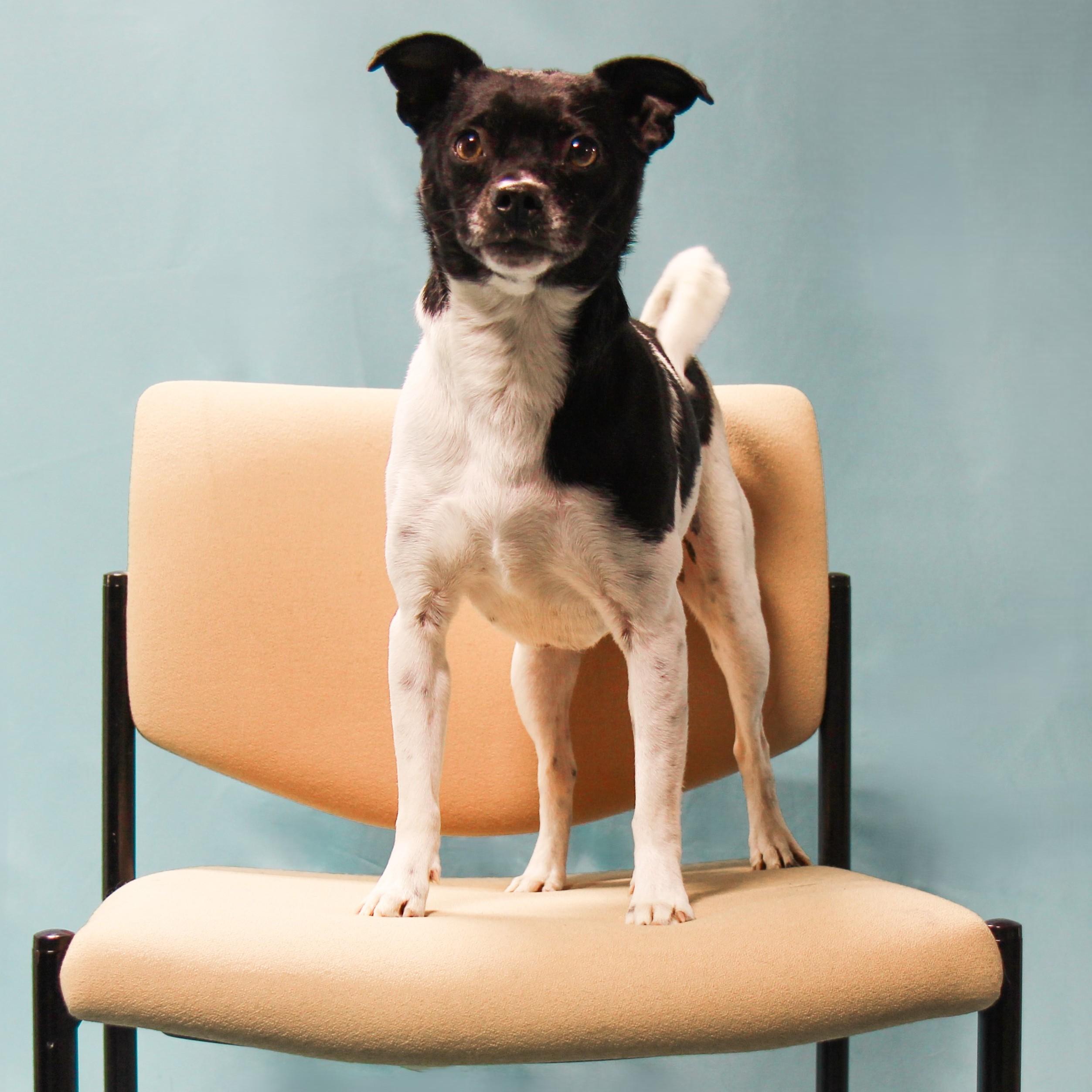 Bo Bo, Adoptable, Adult Male Chihuahua & Pomeranian.