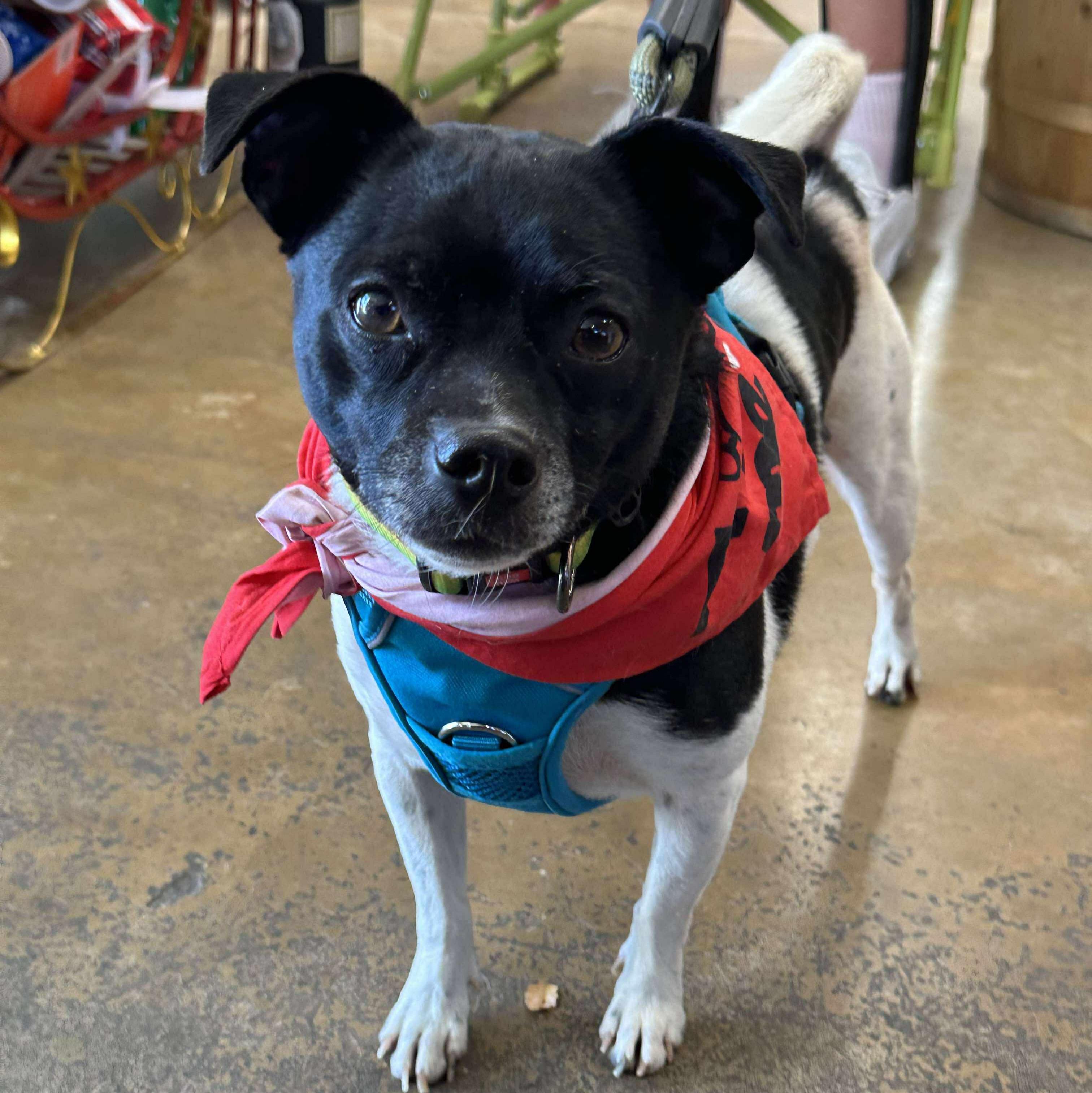 Bo Bo, a Adoptable mixed breed in Plain City, OH image 1/3