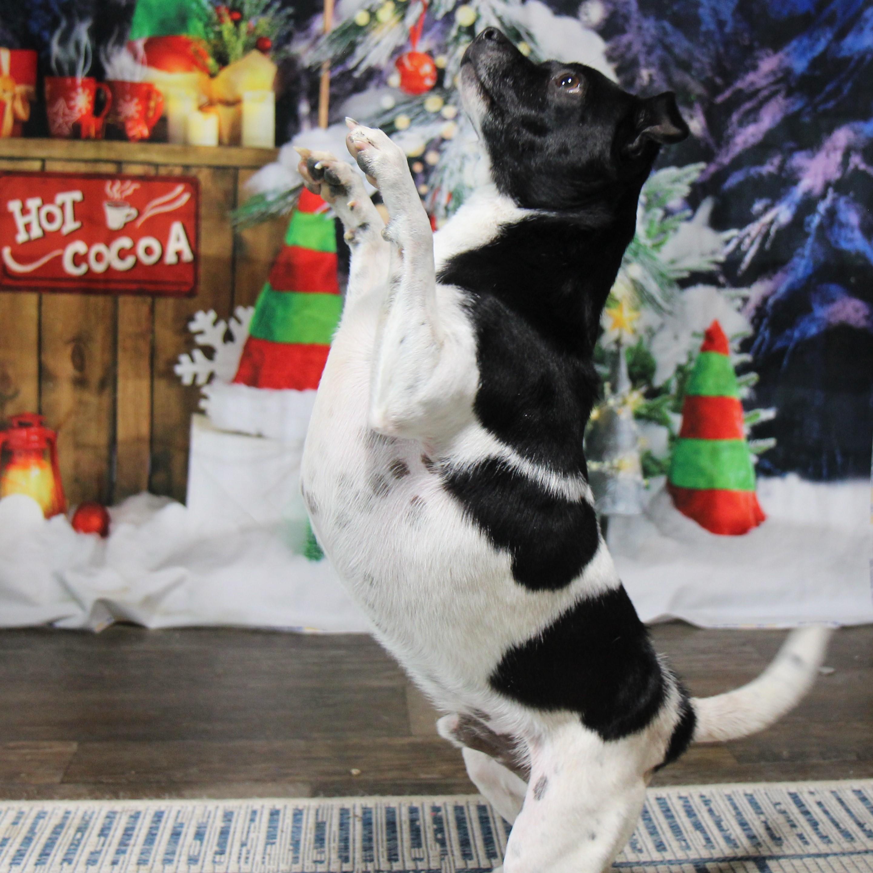 Enlarge Bo Bo, a Adoptable mixed breed in Plain City, OH image 2/6