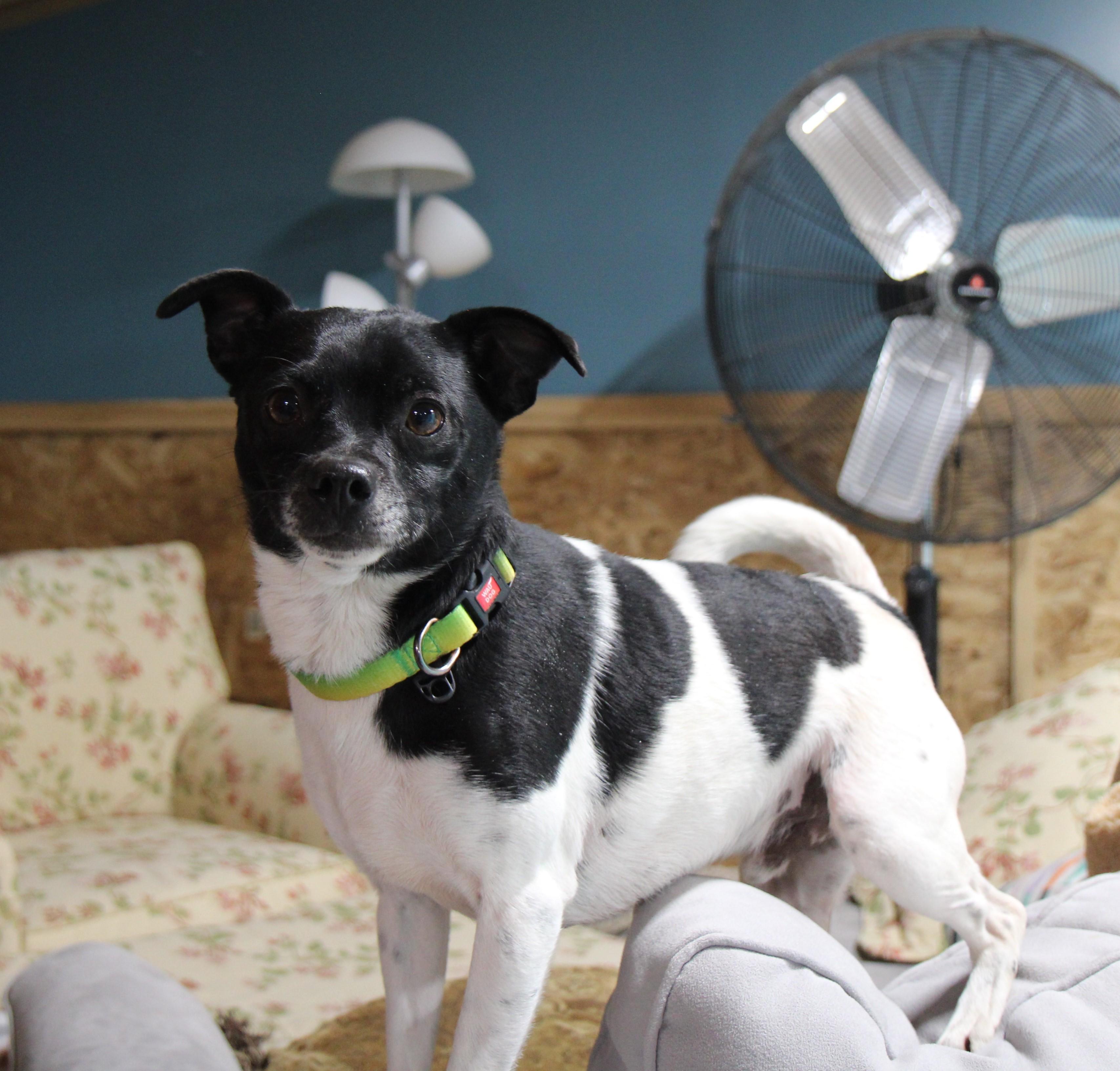 Enlarge Bo Bo, a Adoptable mixed breed in Plain City, OH image 4/6