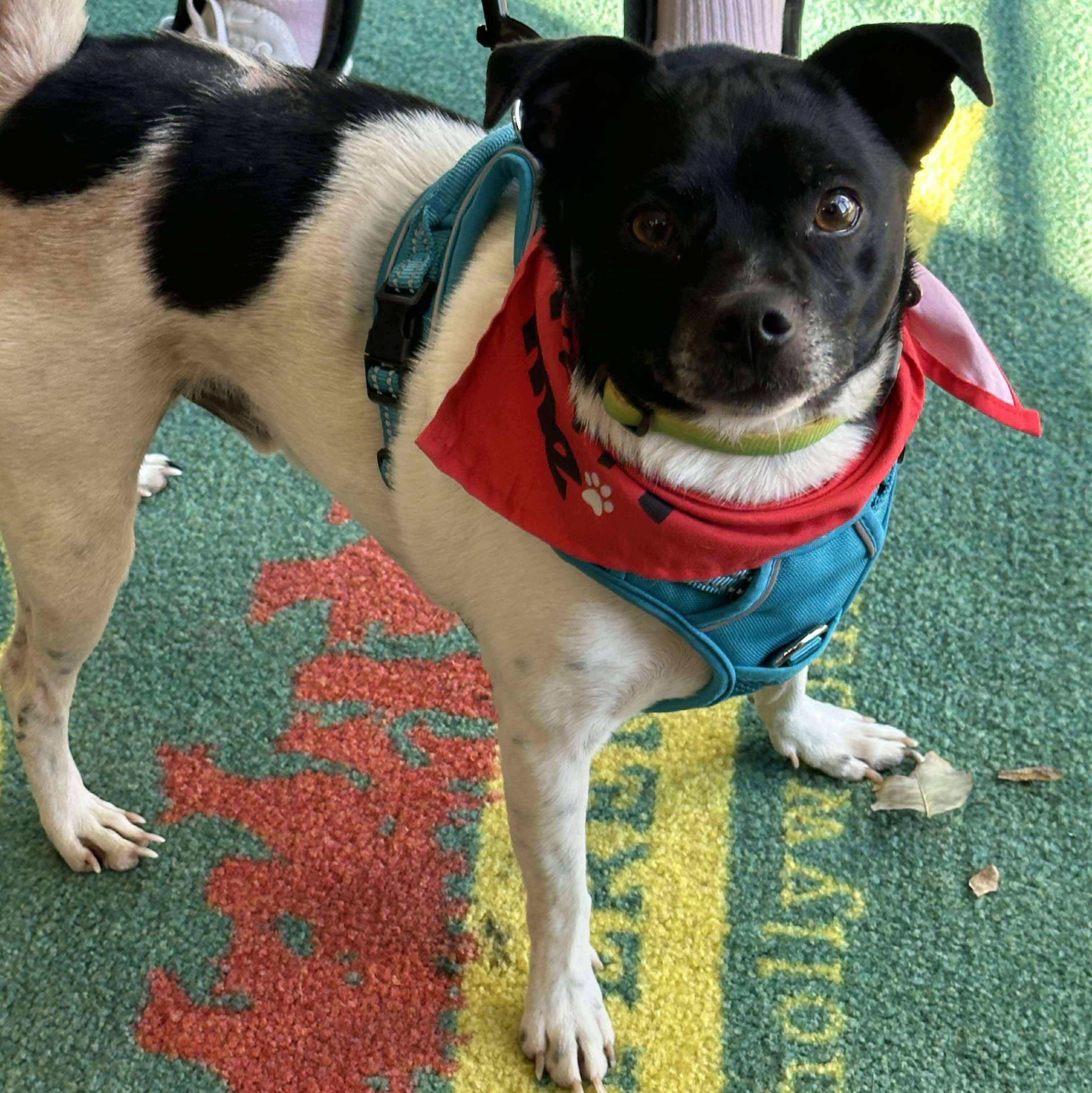 Bo Bo, a Adoptable mixed breed in Plain City, OH image 2/3