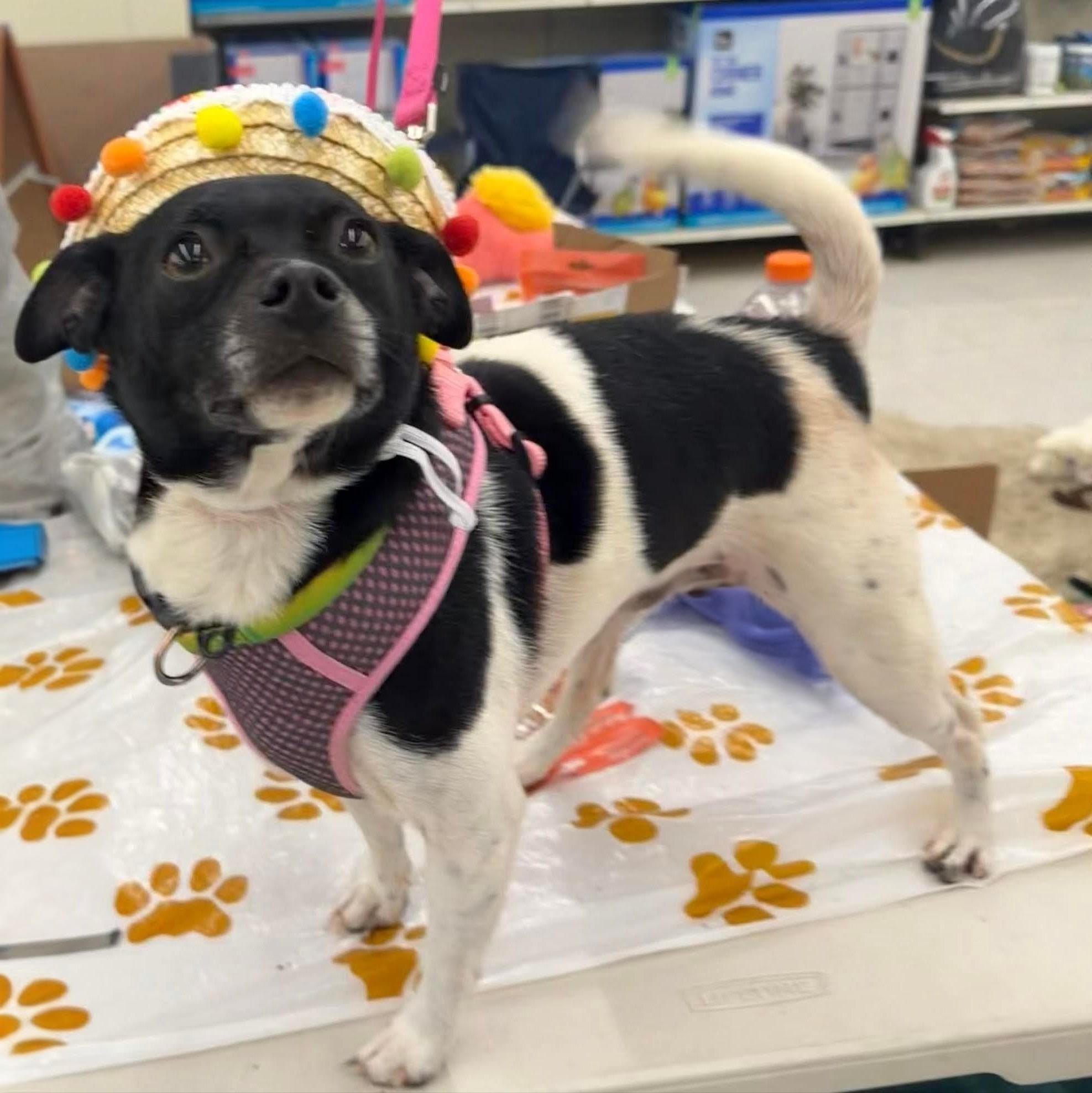 Bo Bo, a Adoptable mixed breed in Plain City, OH image 3/3