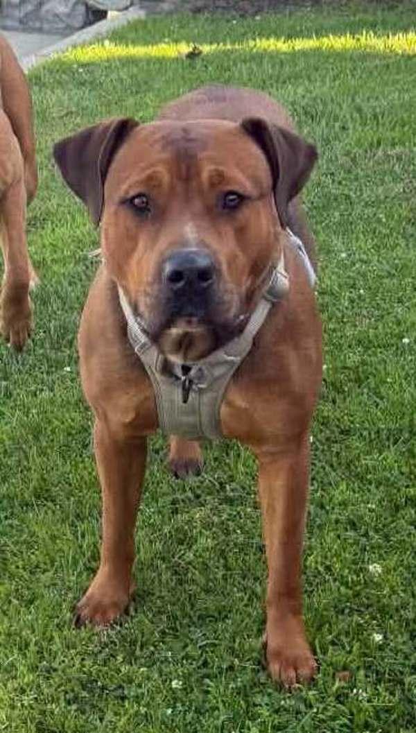 Enlarge Star, a Adoptable mixed breed in Tulare, CA image 1/1