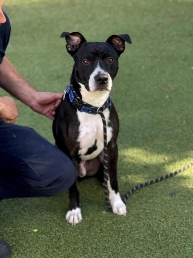 Enlarge Terry, a Adoptable Mixed Breed in New Bedford, MA image 1/1