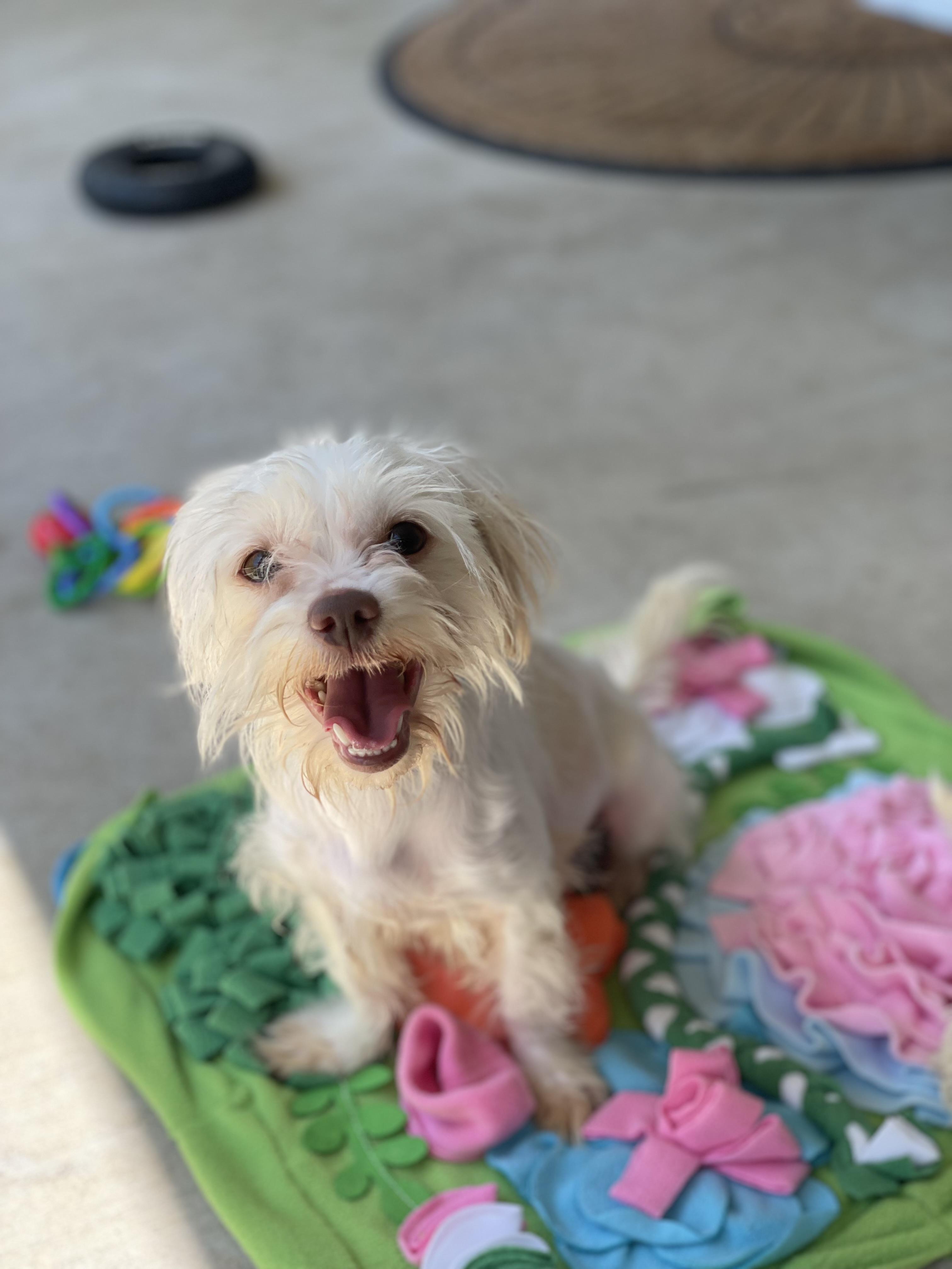 Sophie. ADOPT PENDING, ADOPTABLE, Young Female Maltese.