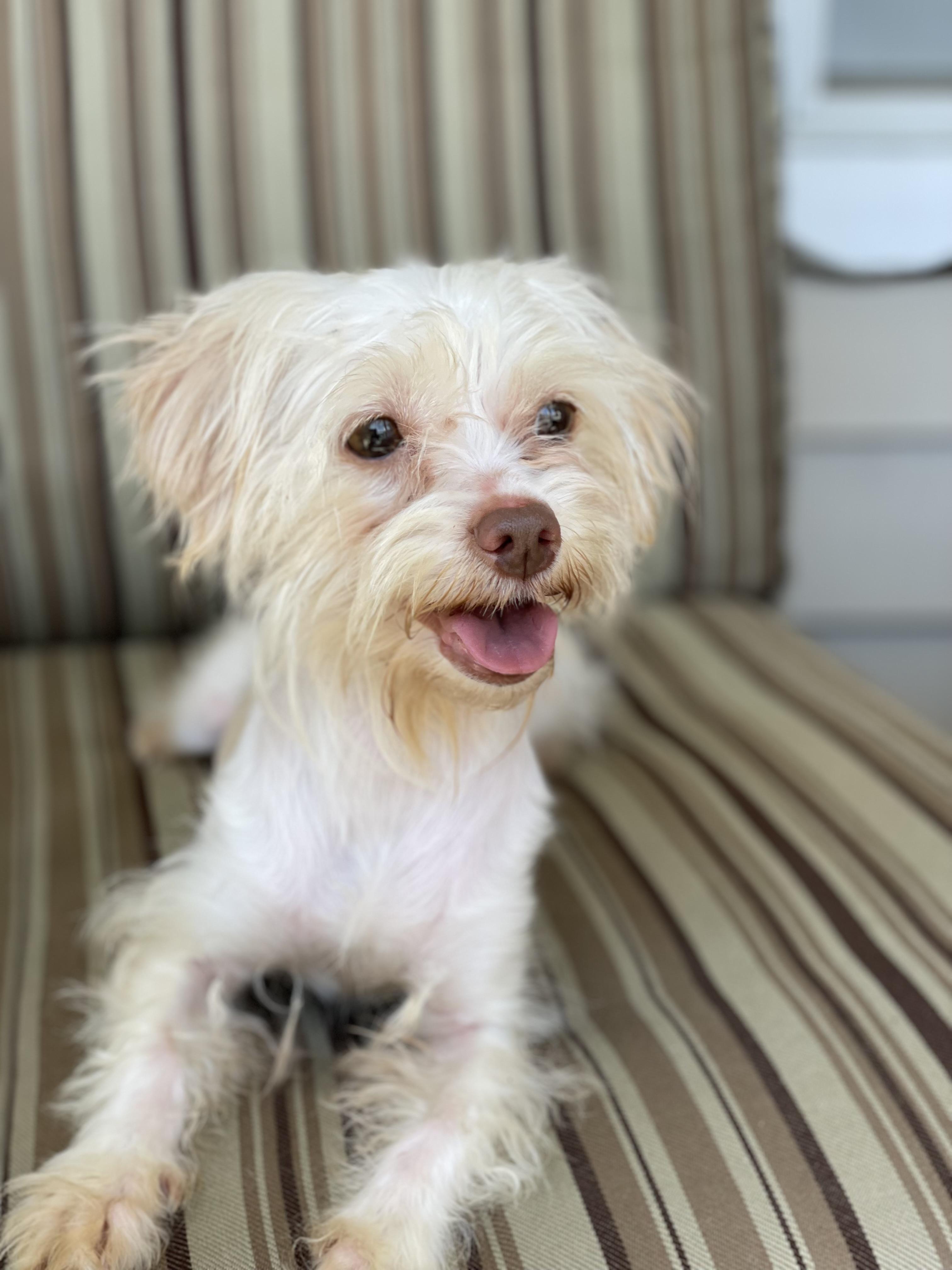 Enlarge Sophie. ADOPT PENDING, a ADOPTABLE Maltese in Union Grove, WI image 2/3