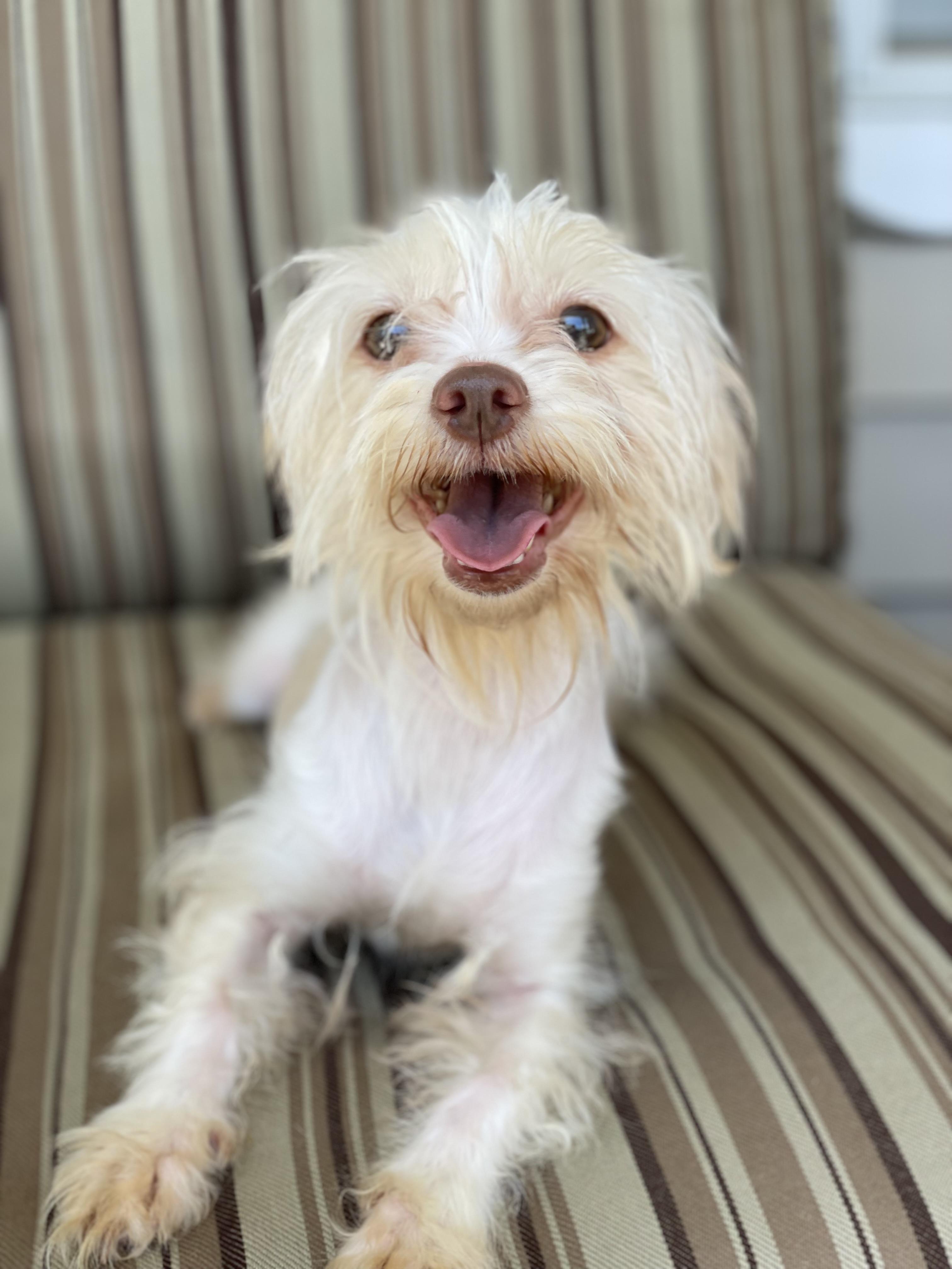 Enlarge Sophie. ADOPT PENDING, a ADOPTABLE Maltese in Union Grove, WI image 3/3